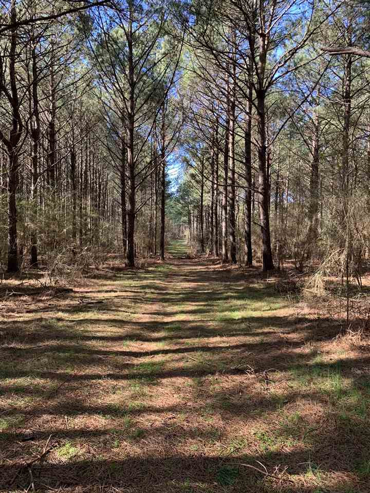 0 Salem Road Forest, MS 39074 - Photo 8 of 15 Photo 10