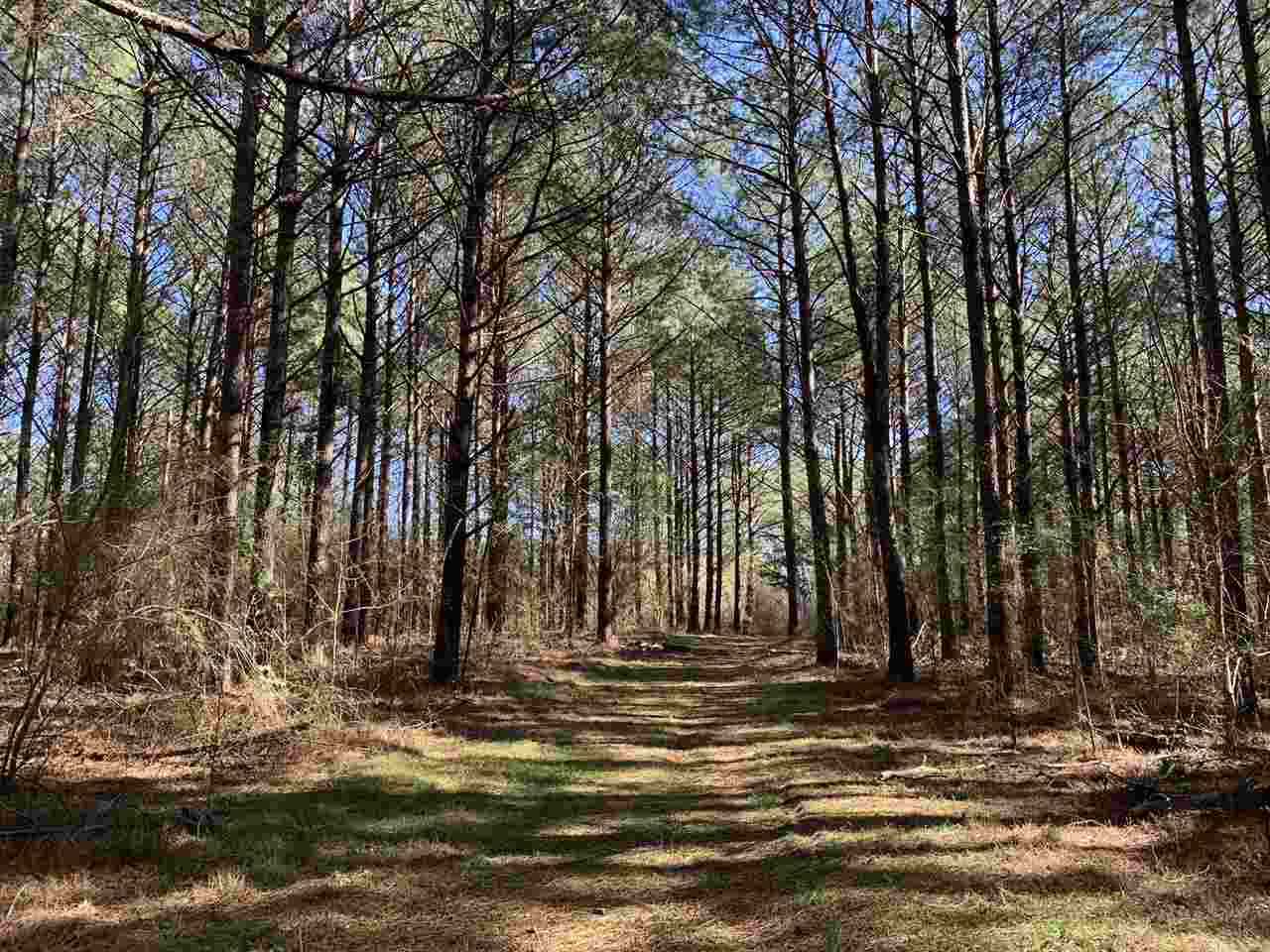 0 Salem Road Forest, MS 39074 - Photo 10 of 15 Photo 13
