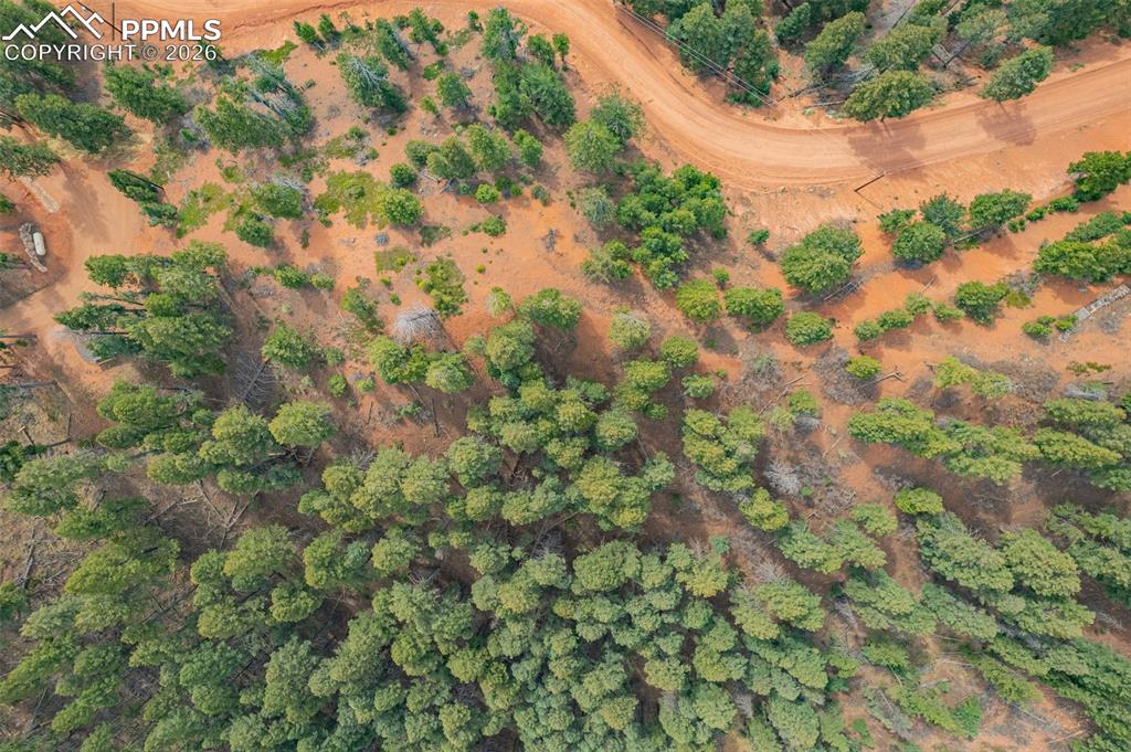 13464 Deer Ridge Way Larkspur, CO 80118 - Photo 14 of 15 a view of a forest