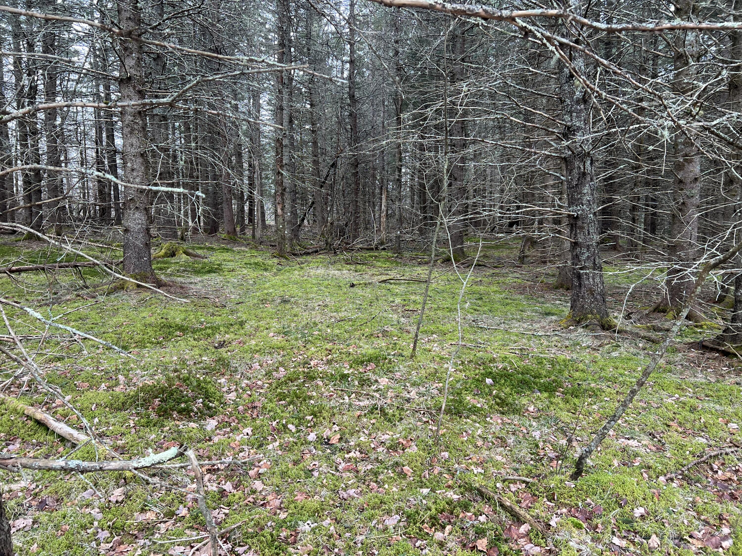 0 Kansas Road Milbridge, ME 04658 - Photo 12 of 12 IMG_7210