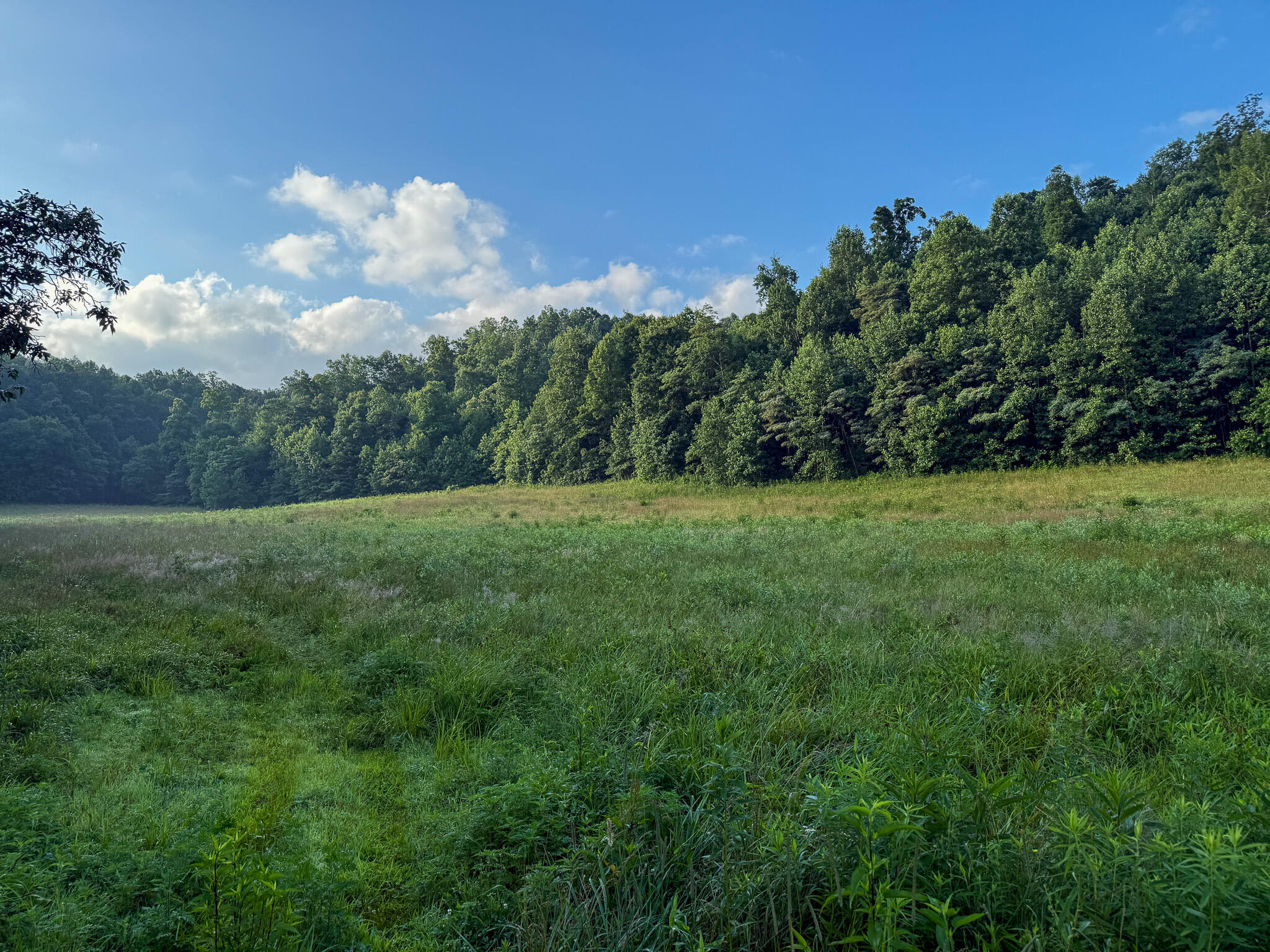 0 Thorp Ridge Wallingford, KY 41093 - Photo 25 of 28 Expansive open field with natural grass and verdant foliage