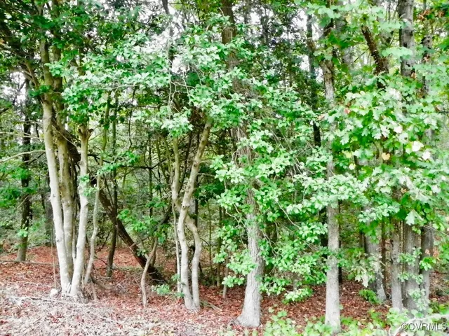 a backyard of a house with lots of trees