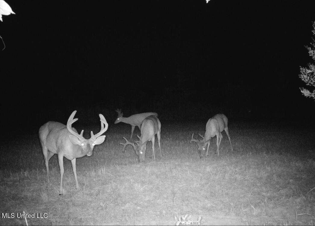 4 Windermere Boulevard Madison, MS 39110 - Photo 14 of 26 8A2432AB-8C03-41AE-8C53-D3EFF3DAEA83_1_1