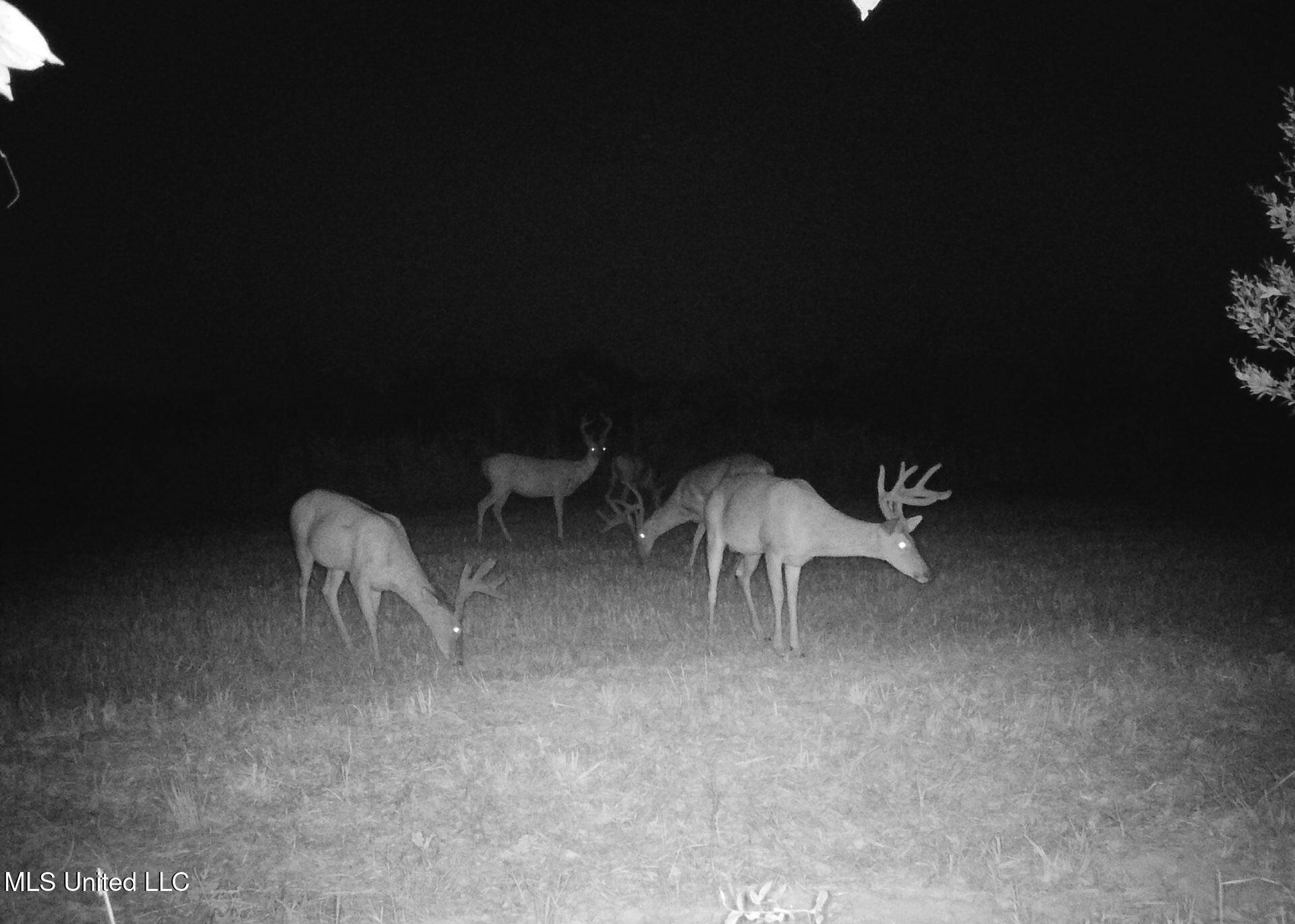 4 Windermere Boulevard Madison, MS 39110 - Photo 24 of 26 FDC79E08-A9C8-456A-ADF7-7BCDC636FA59_1_2