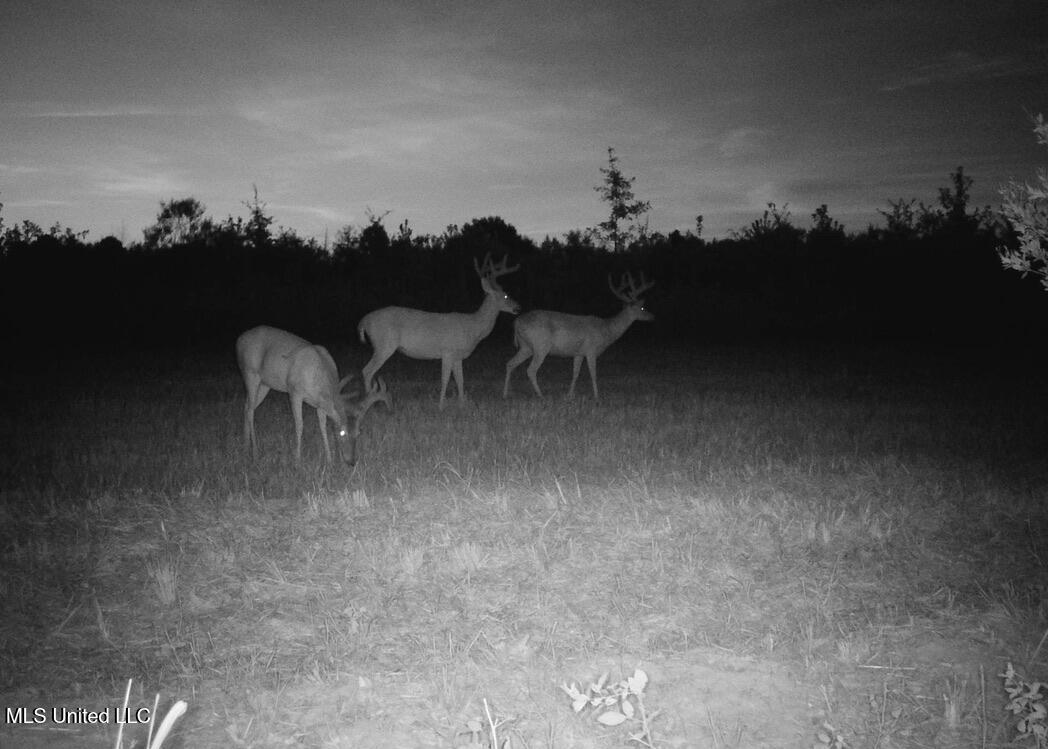 4 Windermere Boulevard Madison, MS 39110 - Photo 10 of 26 671772E7-71A6-4490-9B1C-CC97CD94DF5A_1_1