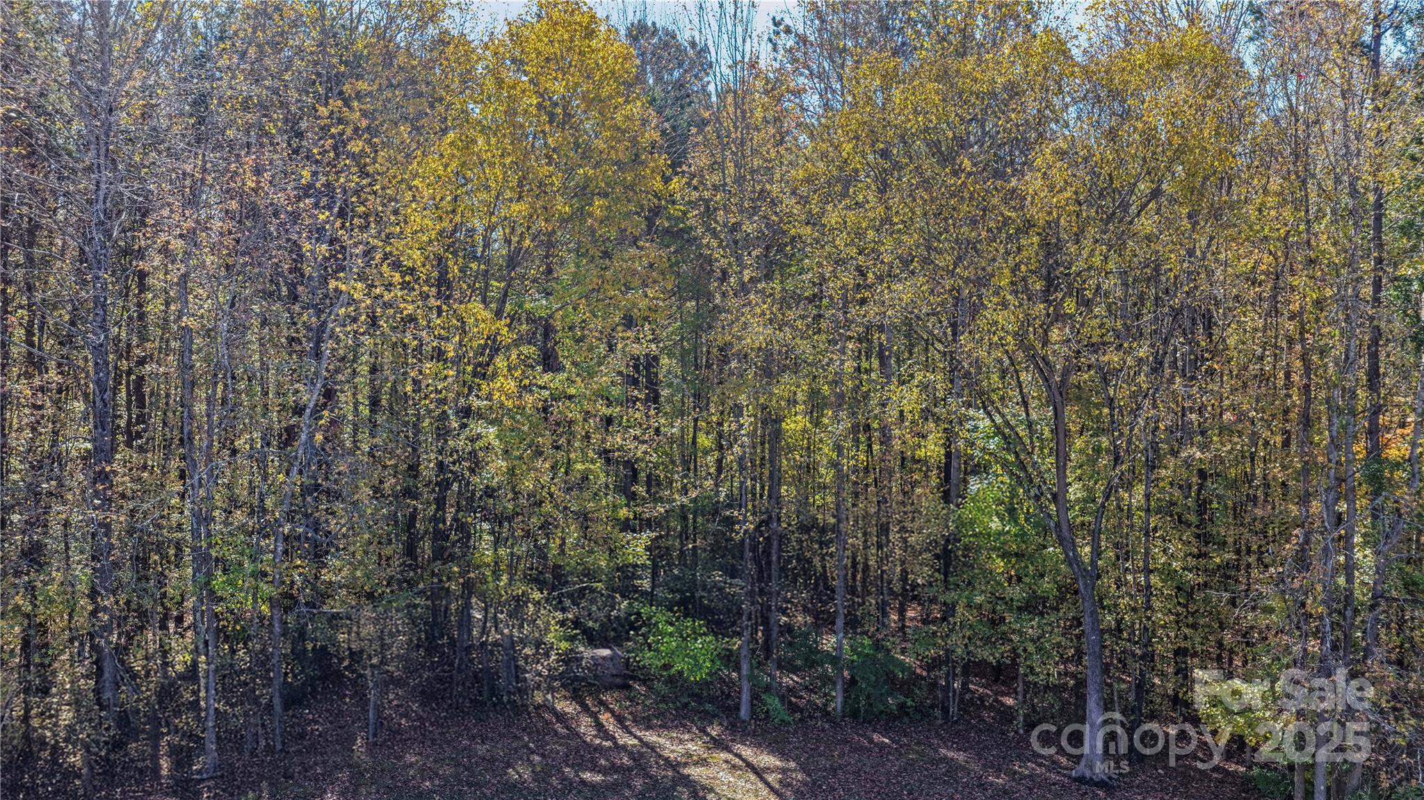125 Lowder Road Albemarle, NC 28001 - Photo 37 of 37 a view of a forest with large trees