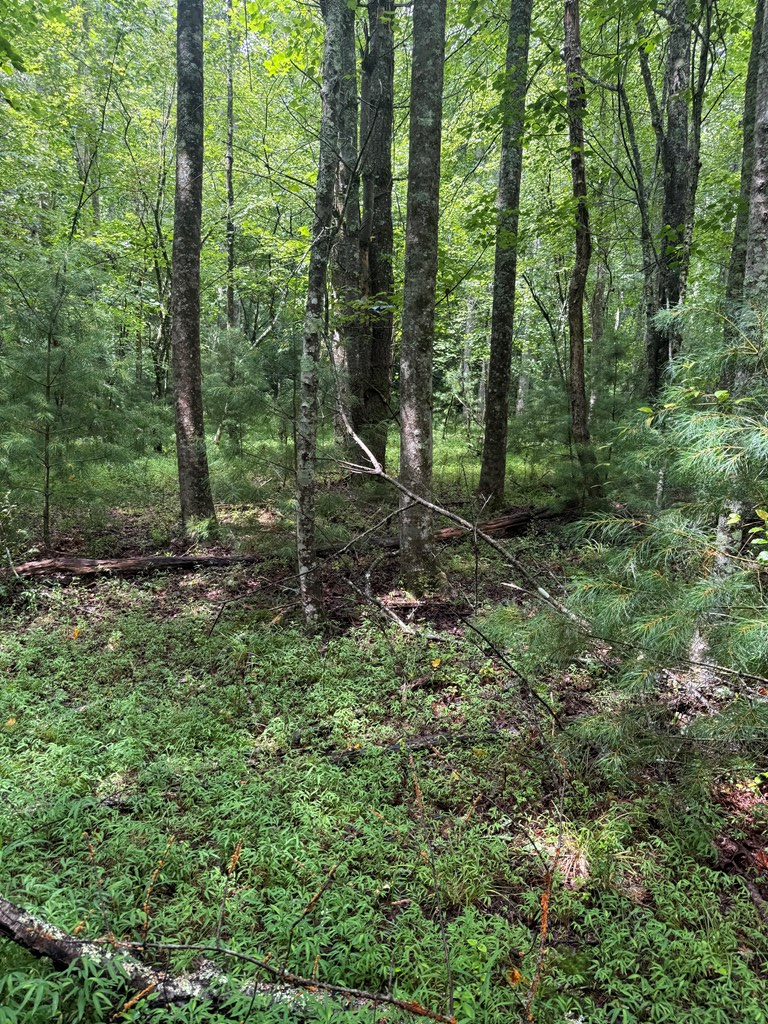 Tbd Pine Log Church Road Brasstown, NC 28902 - Photo 13 of 24