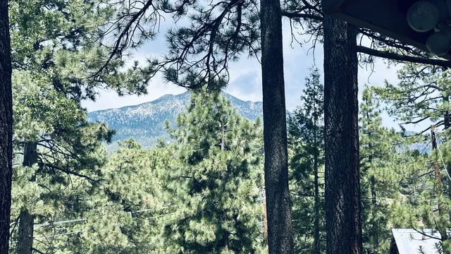 a close up of a tree