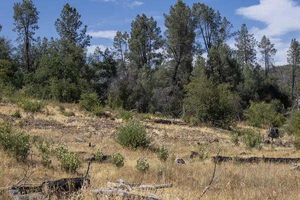 a view of a yard with a tree