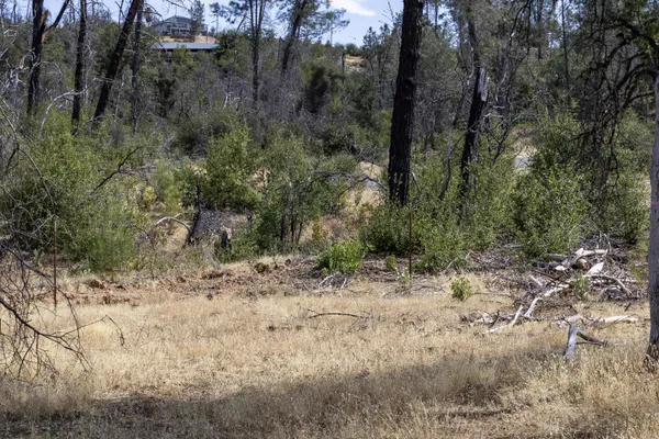 a view of a dry yard with trees