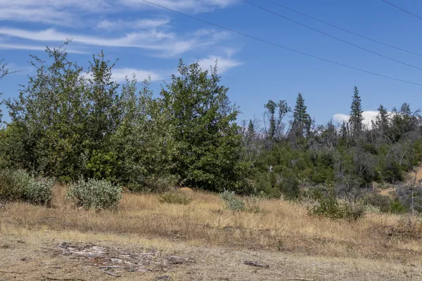 a view of a dry yard with trees