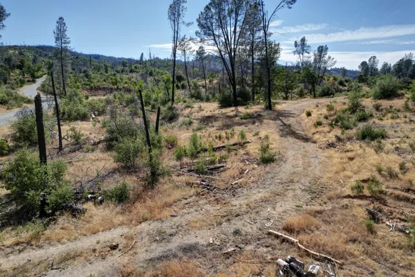 a view of a forest filled with trees