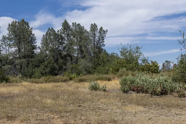a view of a dry yard with trees