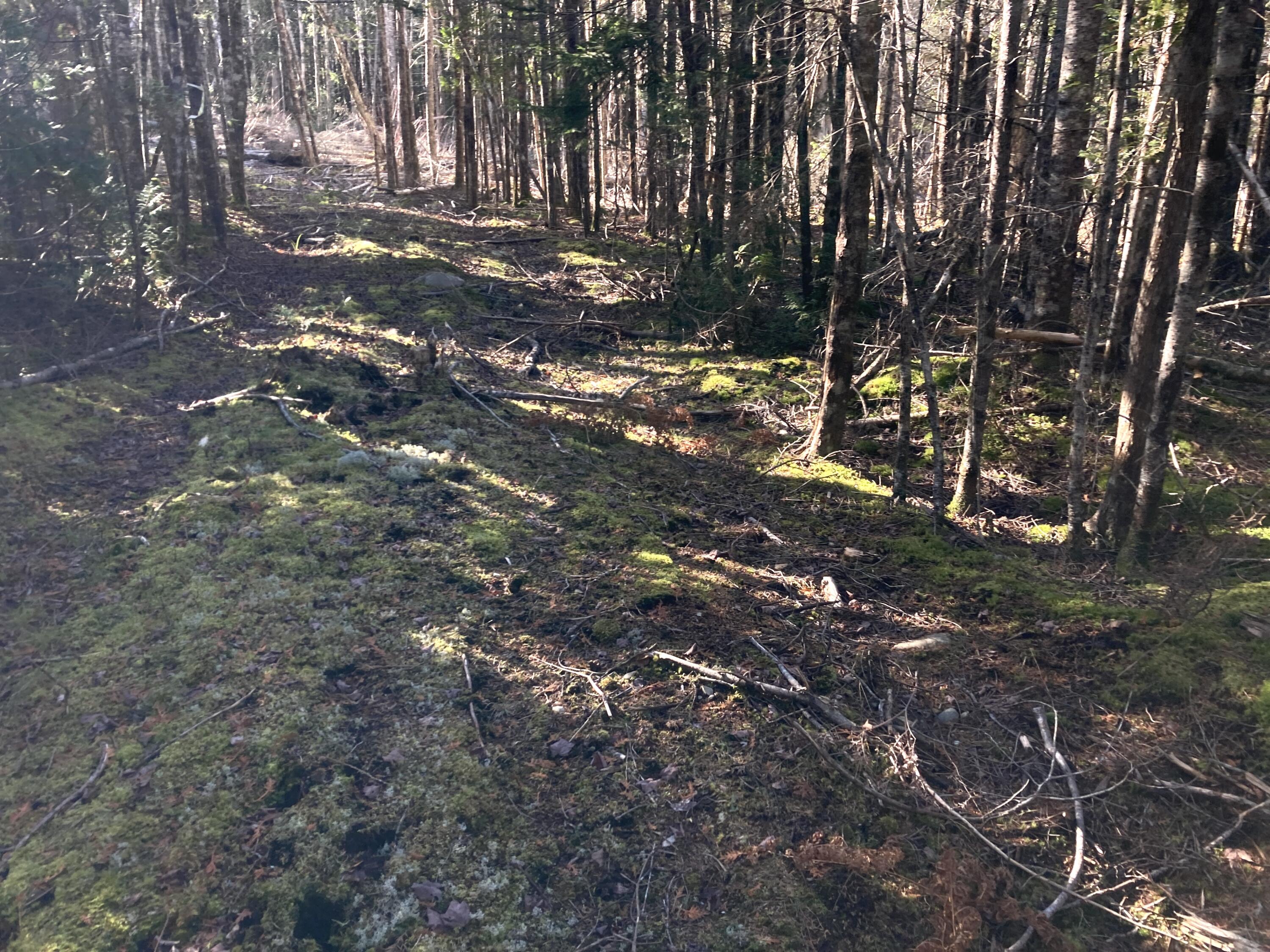 Lot 5-a Pond Road Gouldsboro, ME 04607 - Photo 7 of 19 IMG_1393