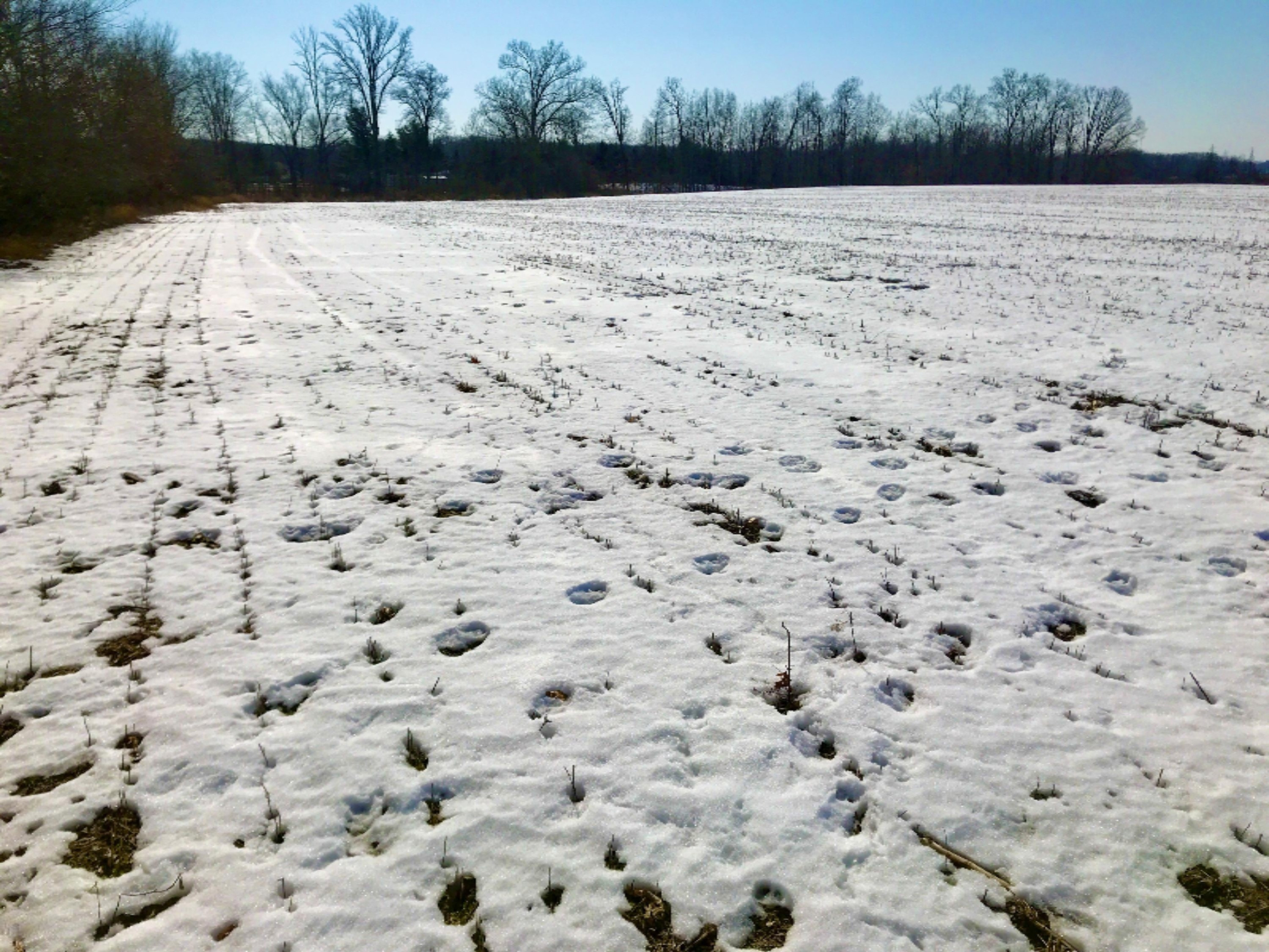 Sibley Road Springport, MI 49284 - Photo 11 of 11 49 West Field Middle Fencrow