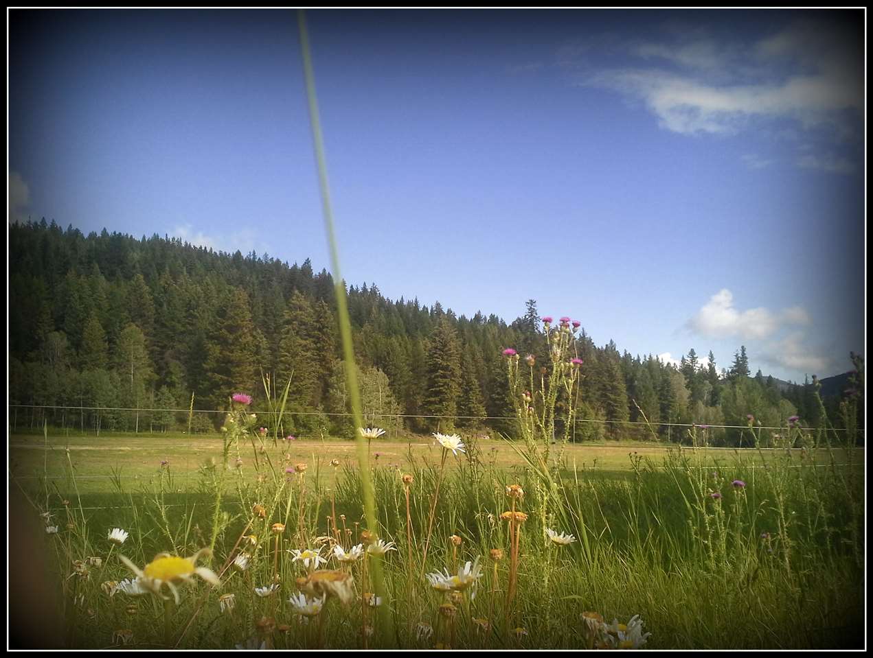 2261 Widow Hawks Road Colville, WA 99114 - Photo 19 of 20