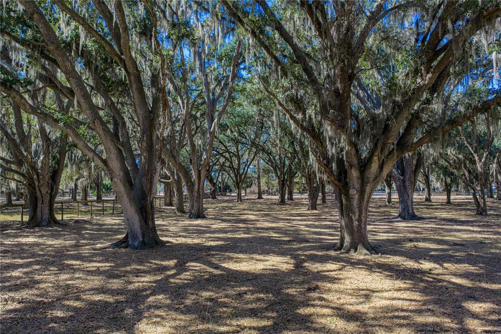 808 Old Welcome Road Lithia, FL 33547 - Photo 70 of 92 Gallery Image 70