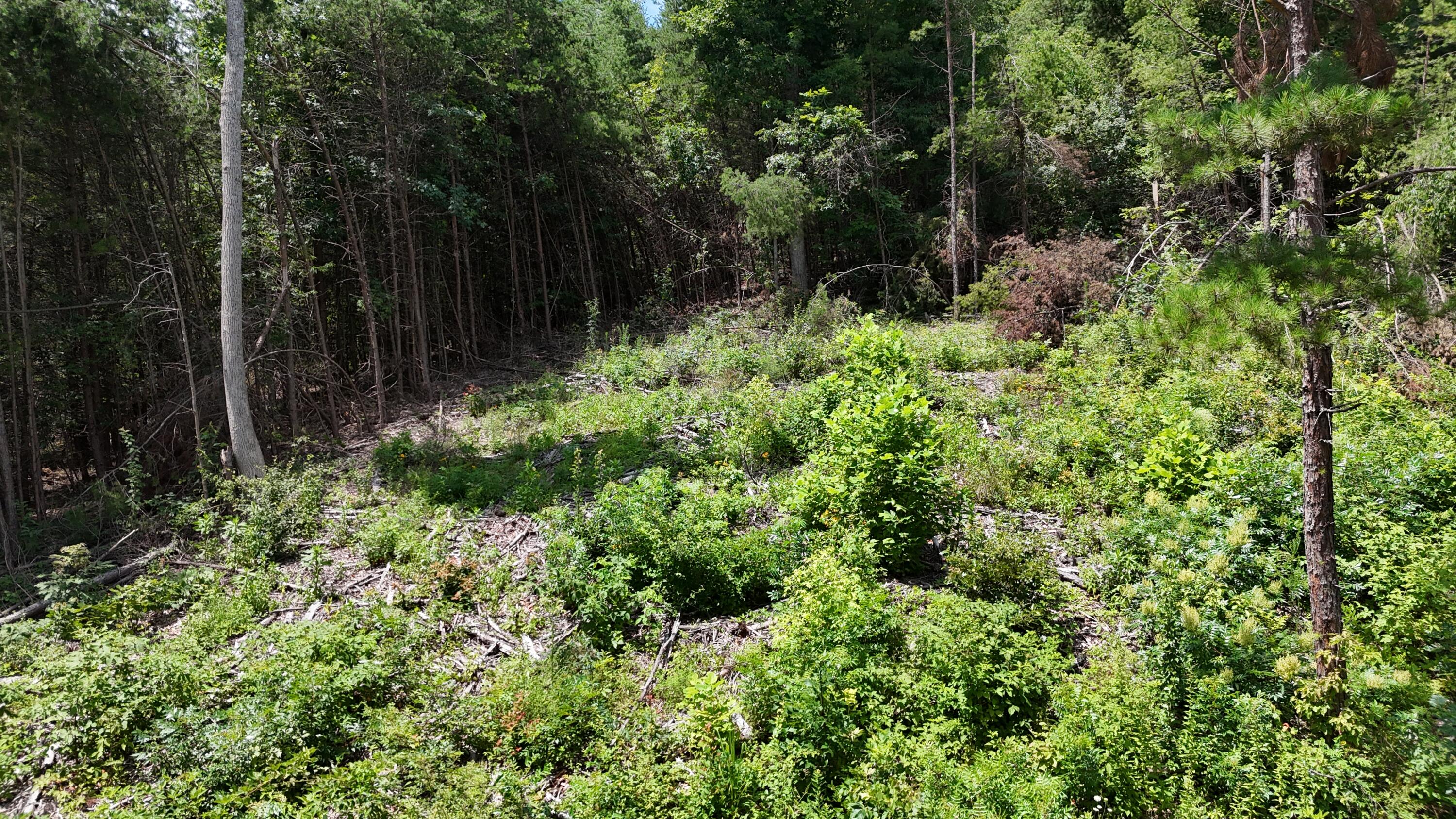 999 Lick Fork Road London, KY 40741 - Photo 13 of 21 DJI_20260717124450_0289_D