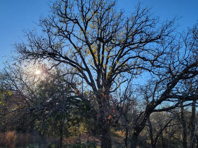 a backyard of a house with lots of trees