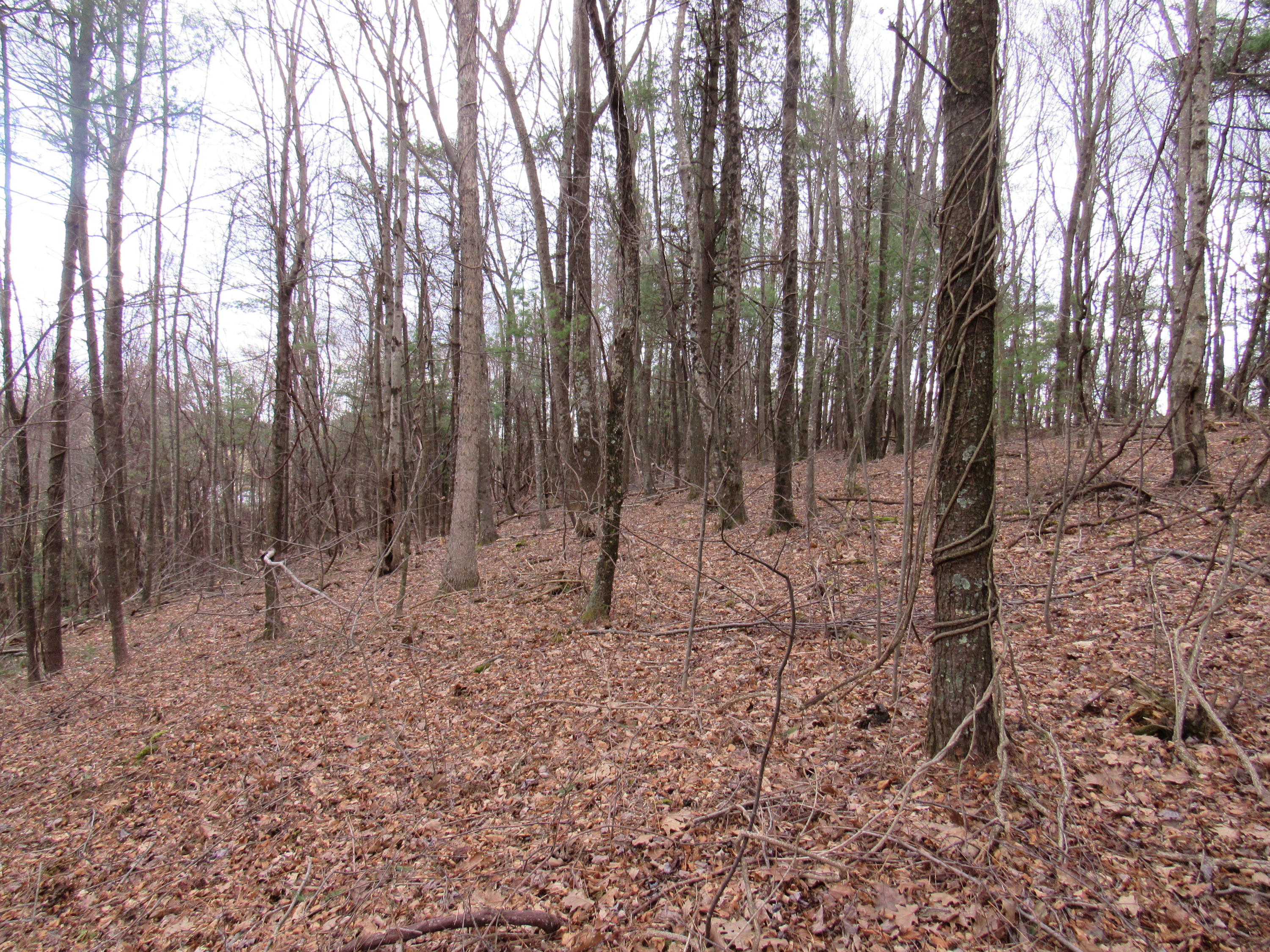 5 Conner Road Copper Hill, VA 24079 - Photo 16 of 19 a view of a forest with lots of trees