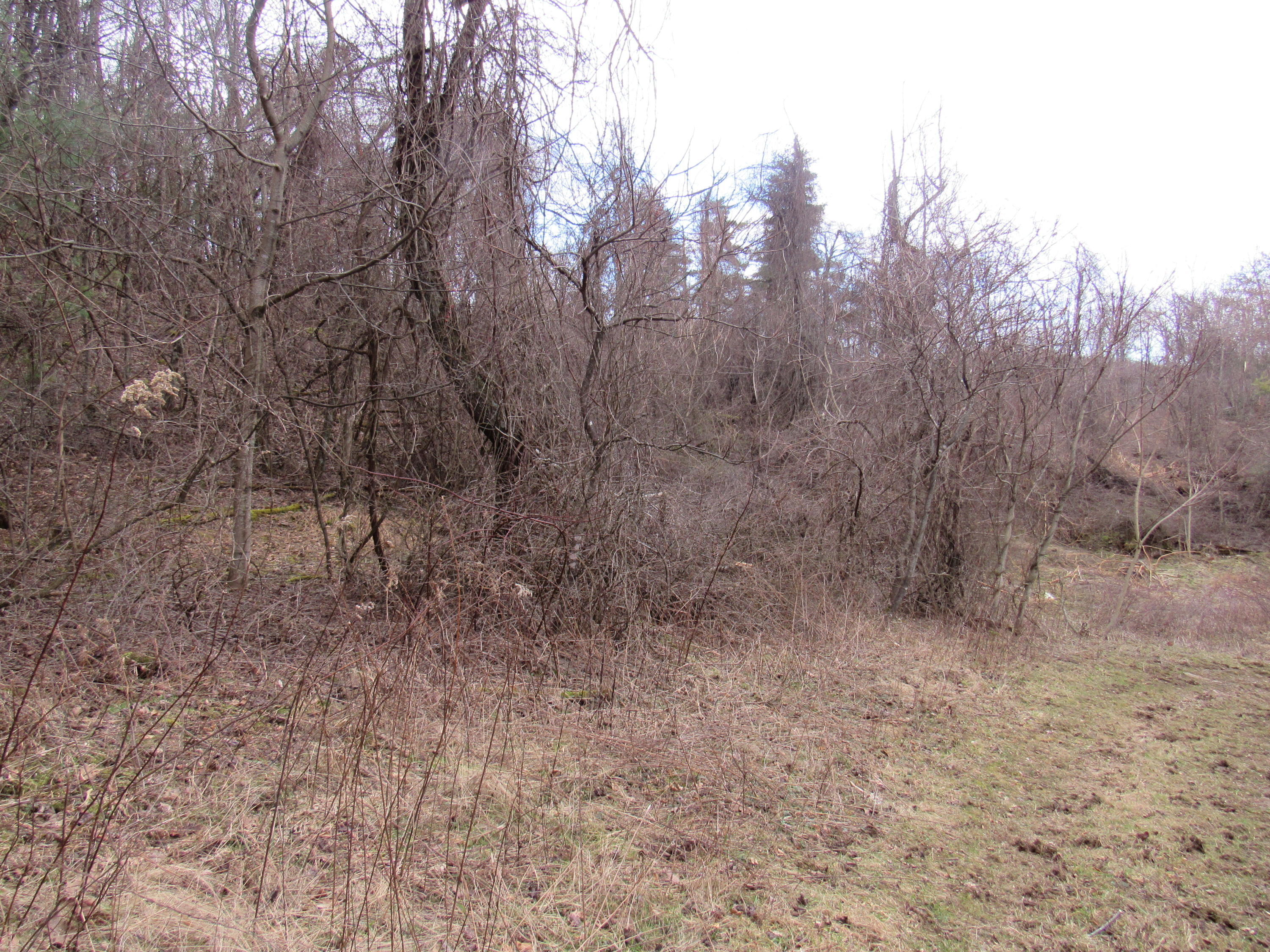 5 Conner Road Copper Hill, VA 24079 - Photo 17 of 19 a view of forest