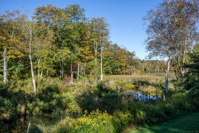 a view of a garden with plants and large trees