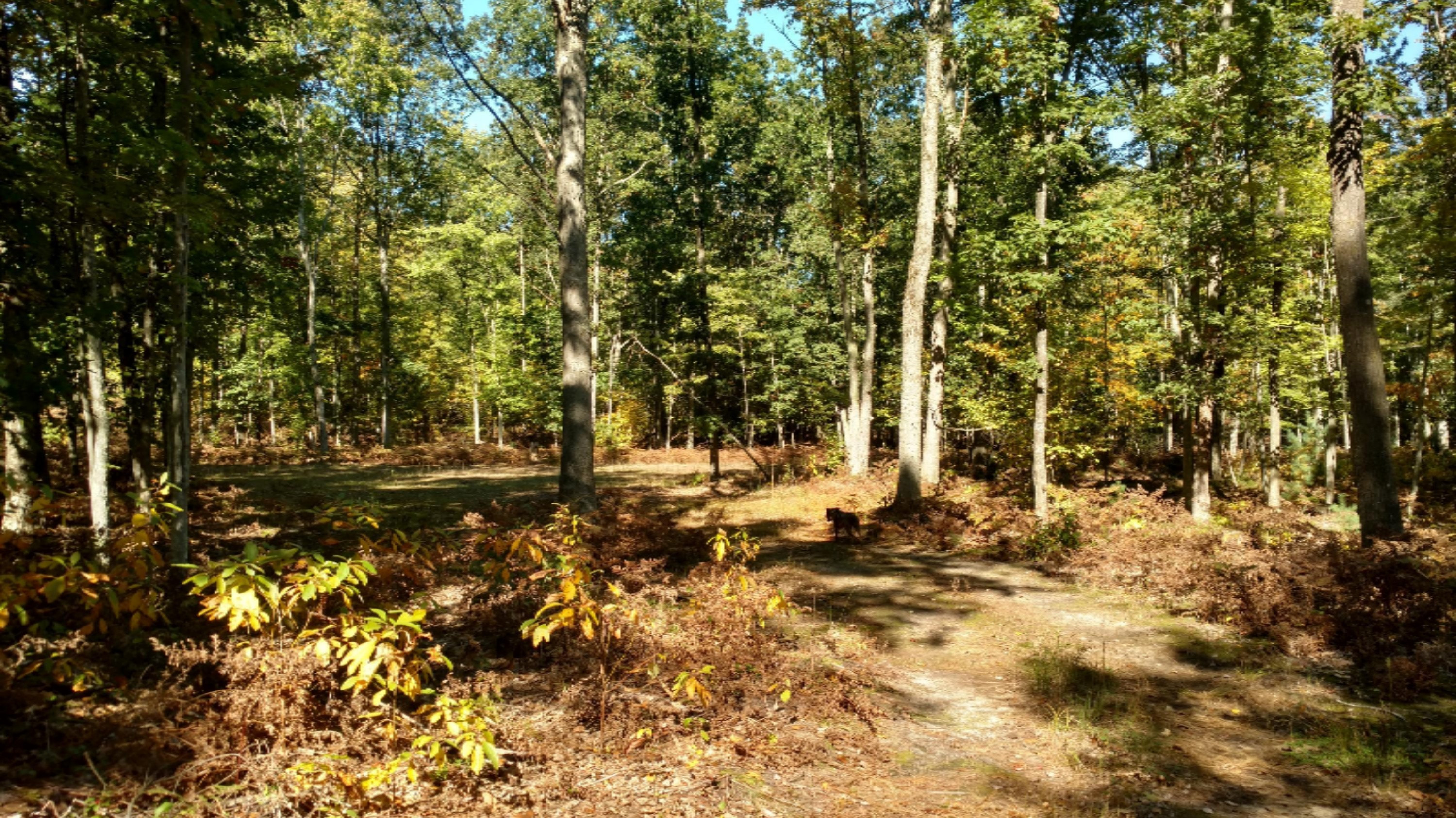 0 East Hawley Road Custer, MI 49405 - Photo 1 of 18 IMG_20161010_133517358_HDR