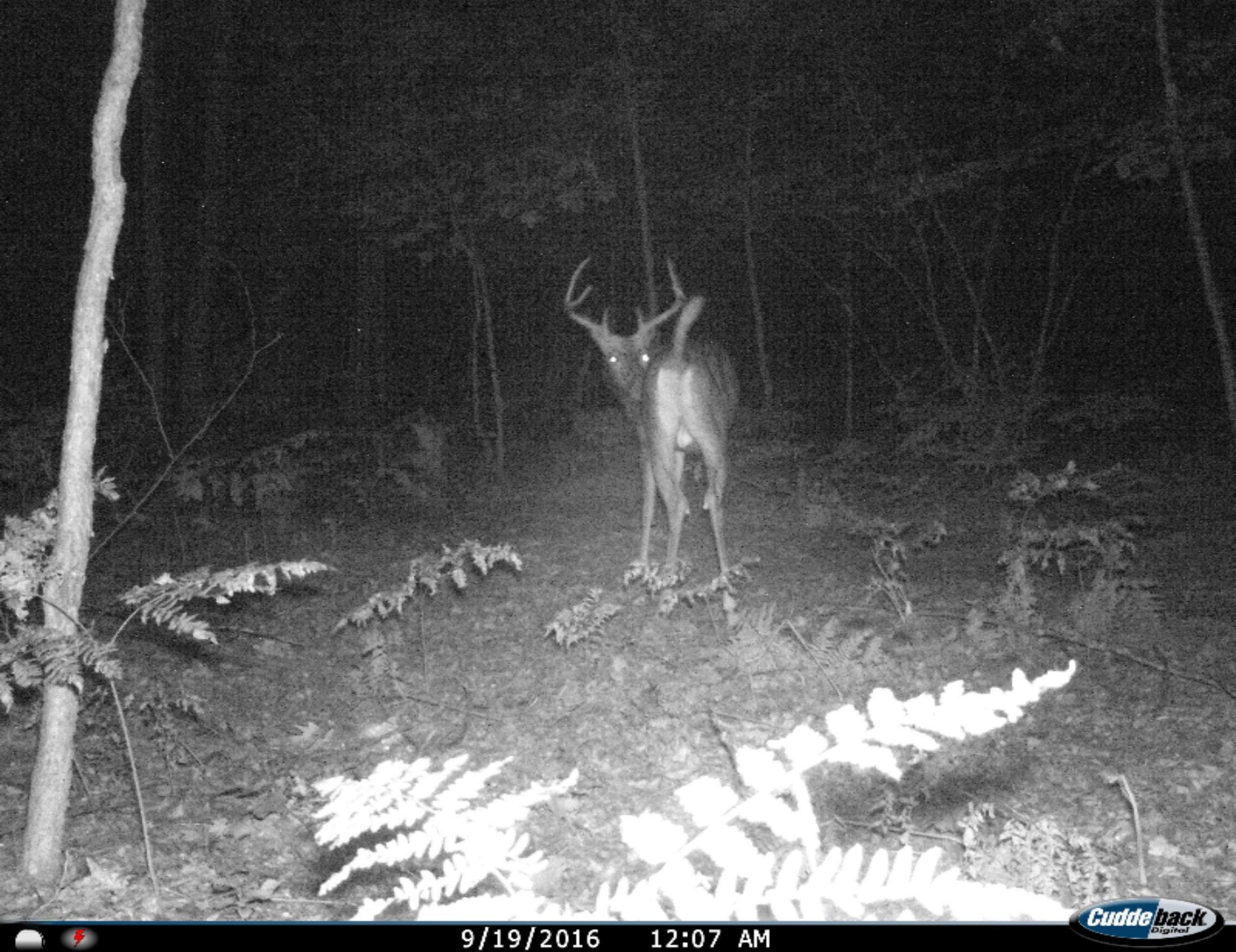 0 East Hawley Road Custer, MI 49405 - Photo 15 of 18 I__00061