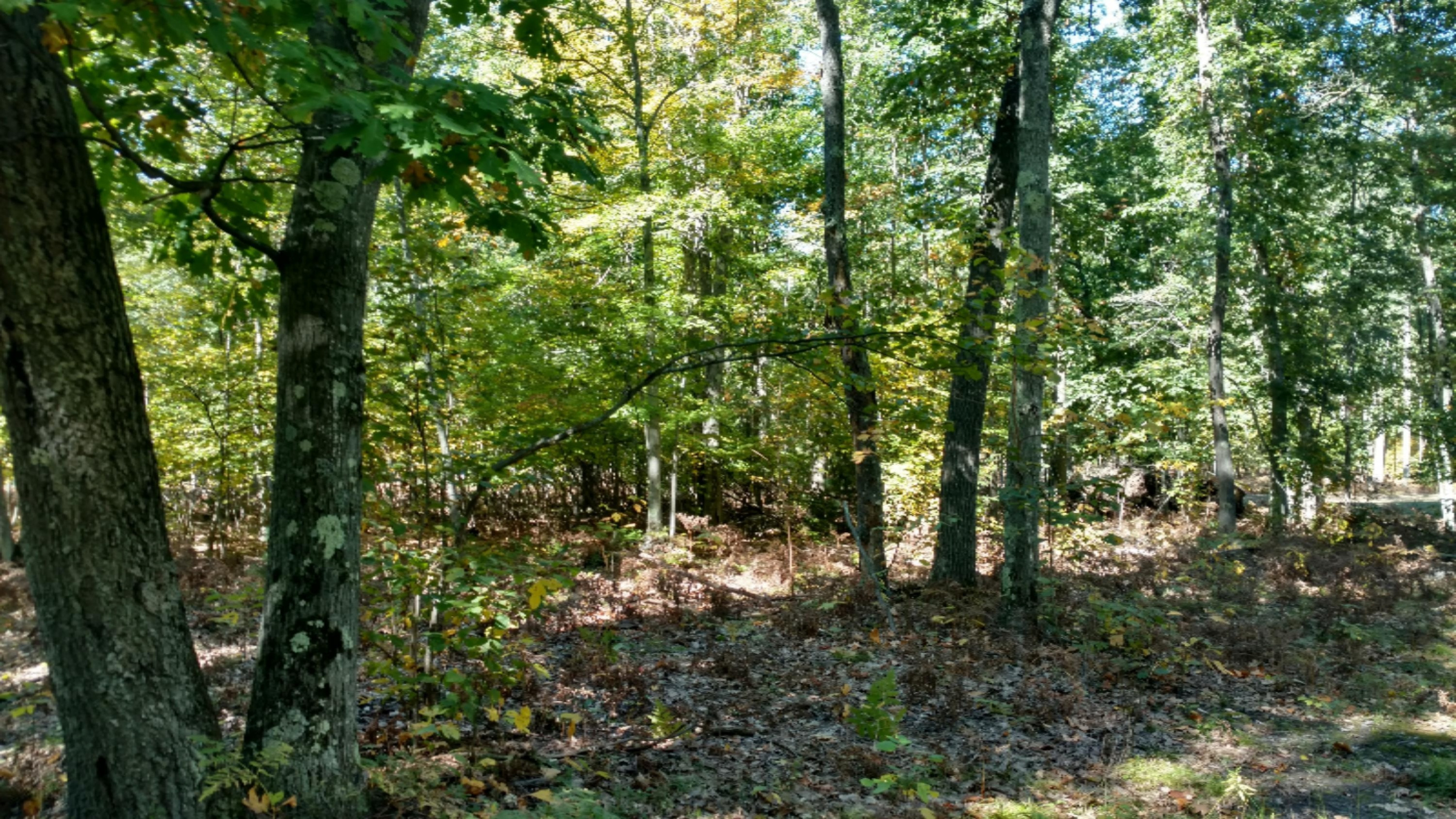 0 East Hawley Road Custer, MI 49405 - Photo 2 of 18 IMG_20161010_133447014_HDR
