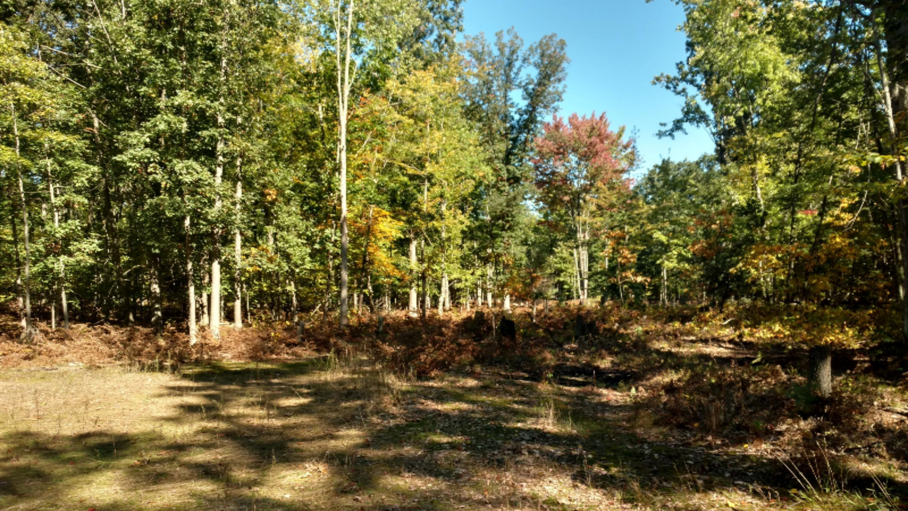 0 East Hawley Road Custer, MI 49405 - Photo 4 of 18 IMG_20161010_133557890_HDR