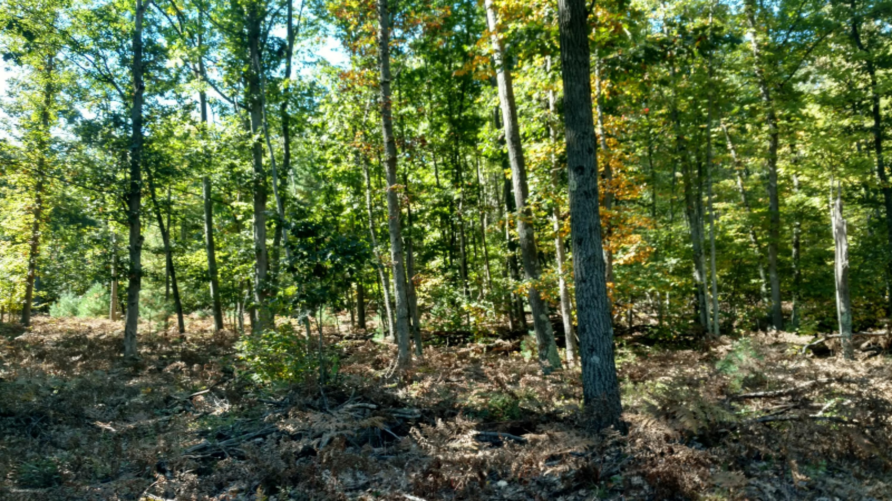 0 East Hawley Road Custer, MI 49405 - Photo 5 of 18 IMG_20161010_133614937_HDR