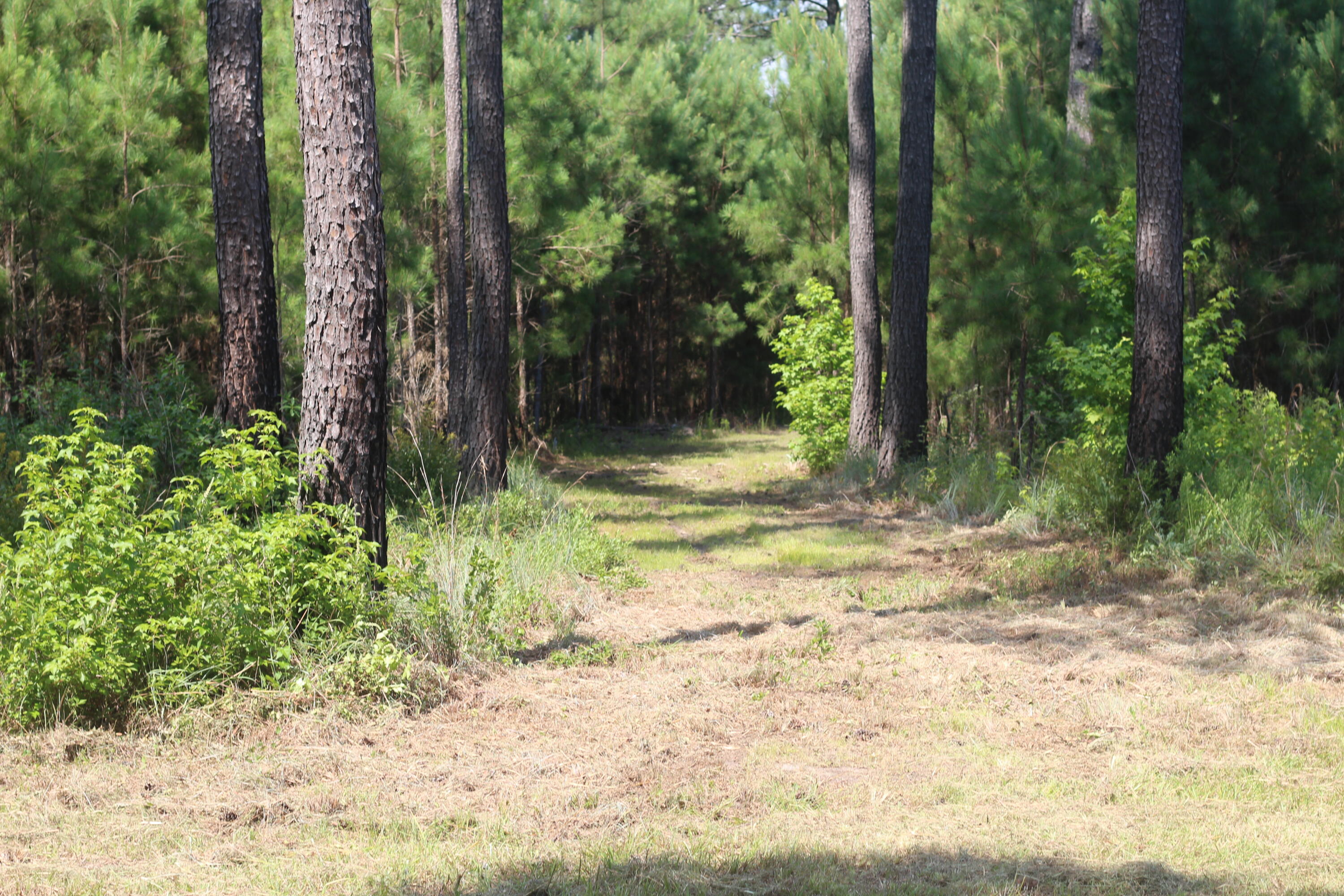 0 Old Forreston Road Greeleyville, SC 29056 - Photo 12 of 81 IMG_8272