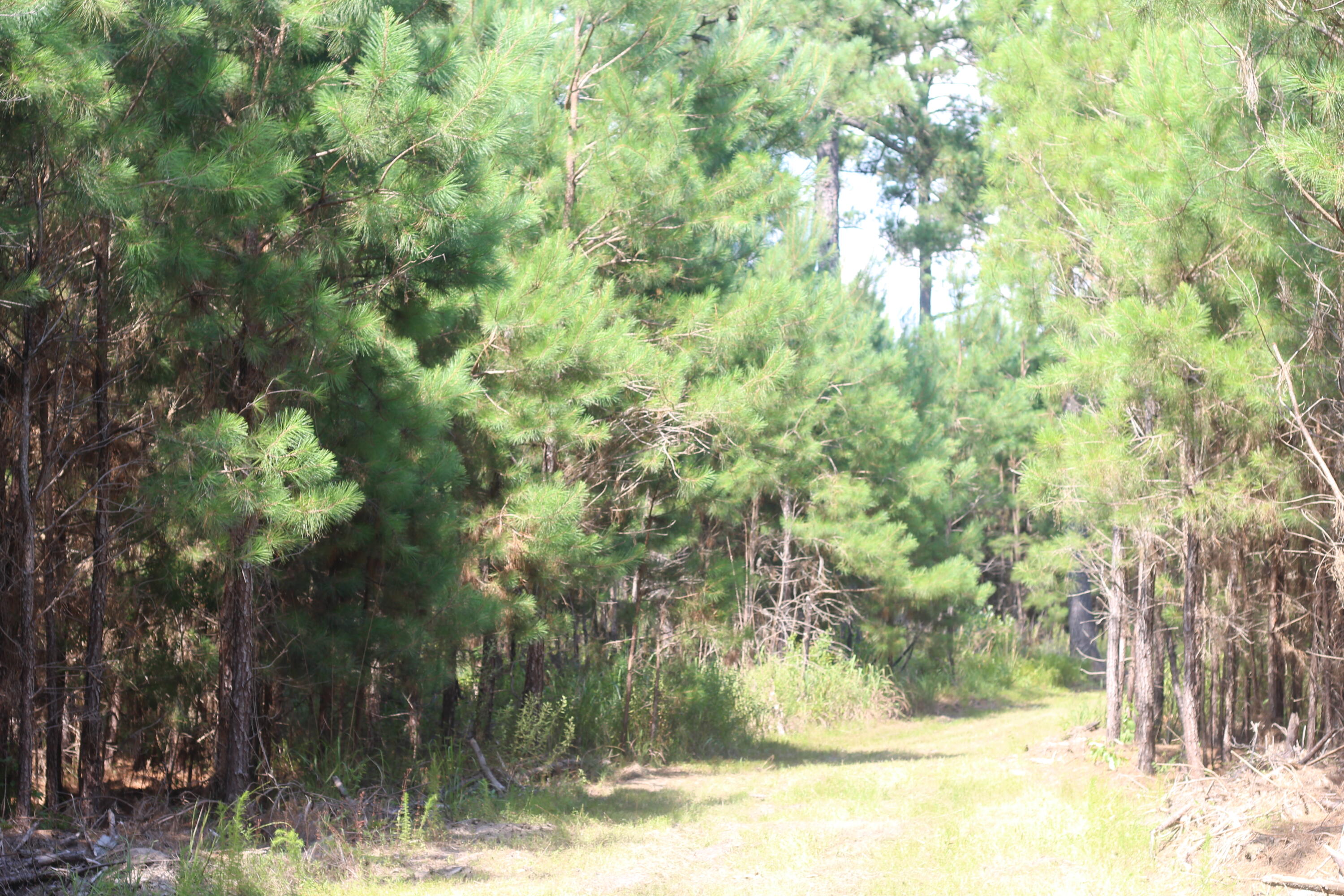 0 Old Forreston Road Greeleyville, SC 29056 - Photo 13 of 81 IMG_8273