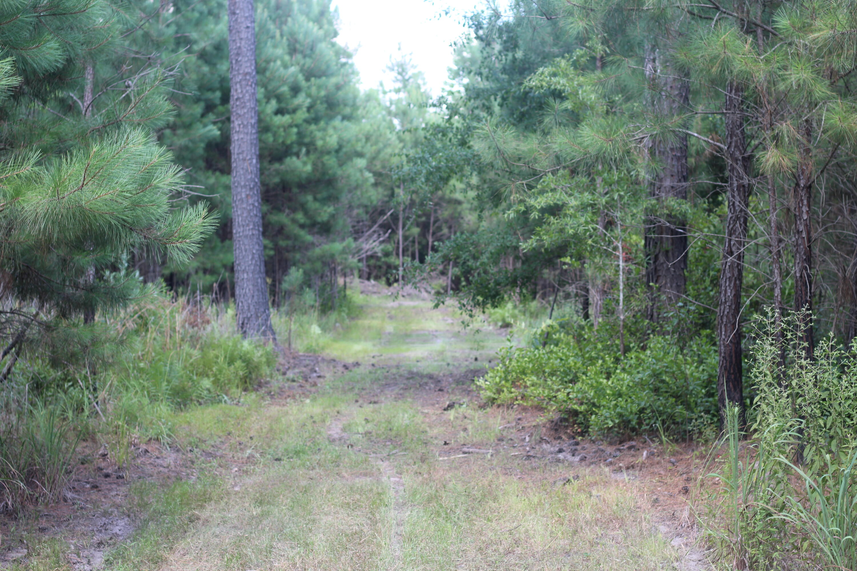 0 Old Forreston Road Greeleyville, SC 29056 - Photo 15 of 81 IMG_8275