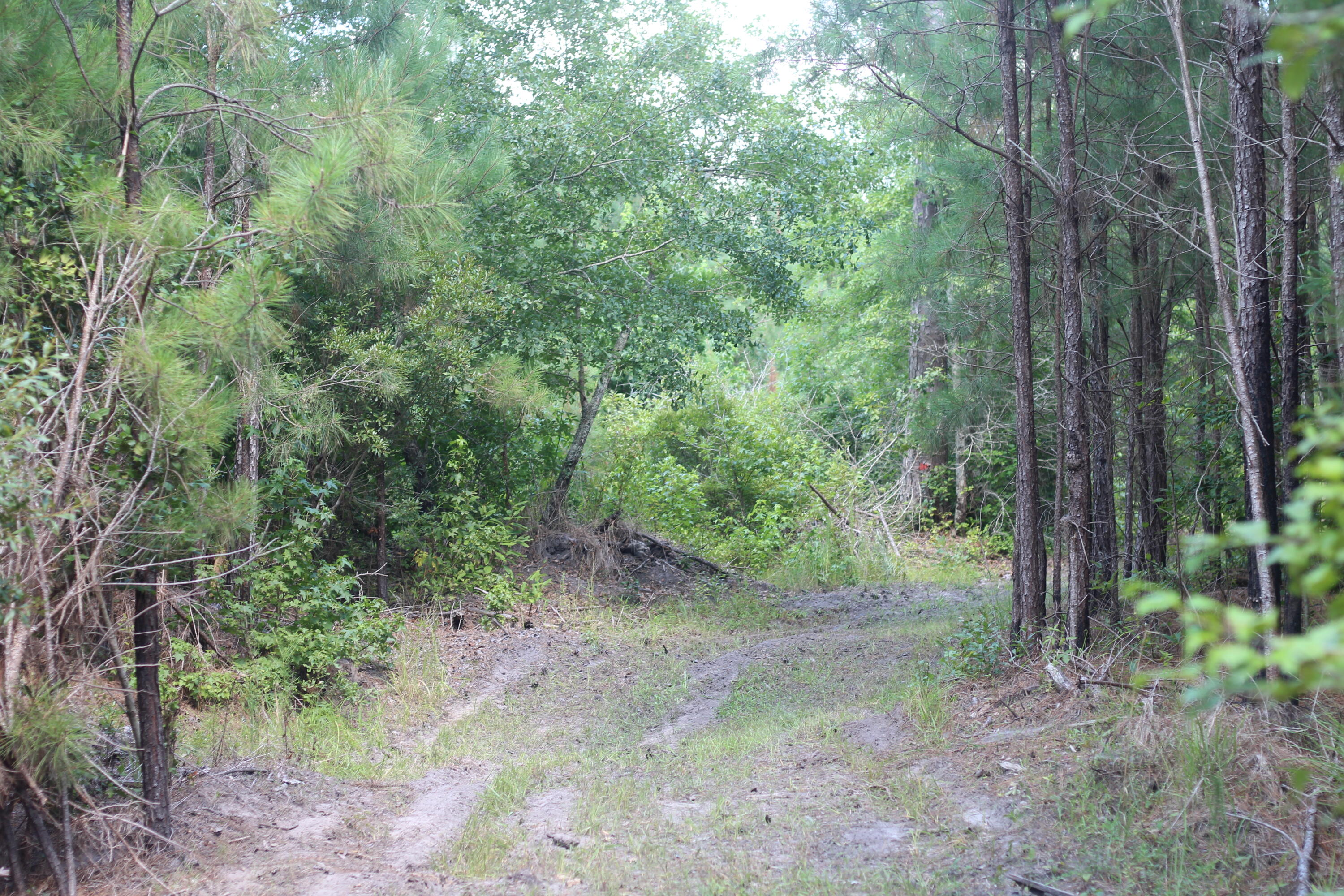 0 Old Forreston Road Greeleyville, SC 29056 - Photo 16 of 81 IMG_8276