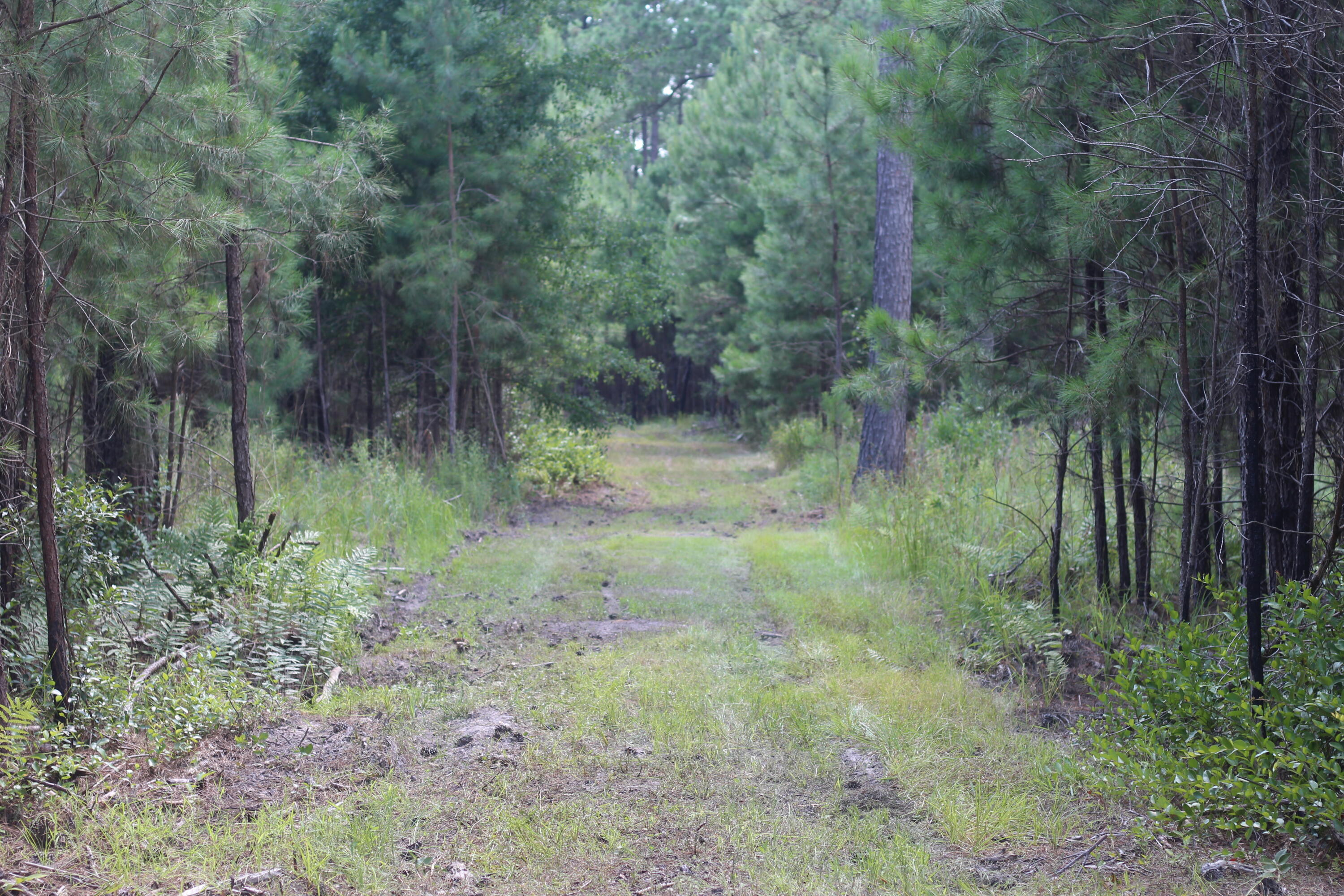 0 Old Forreston Road Greeleyville, SC 29056 - Photo 17 of 81 IMG_8277