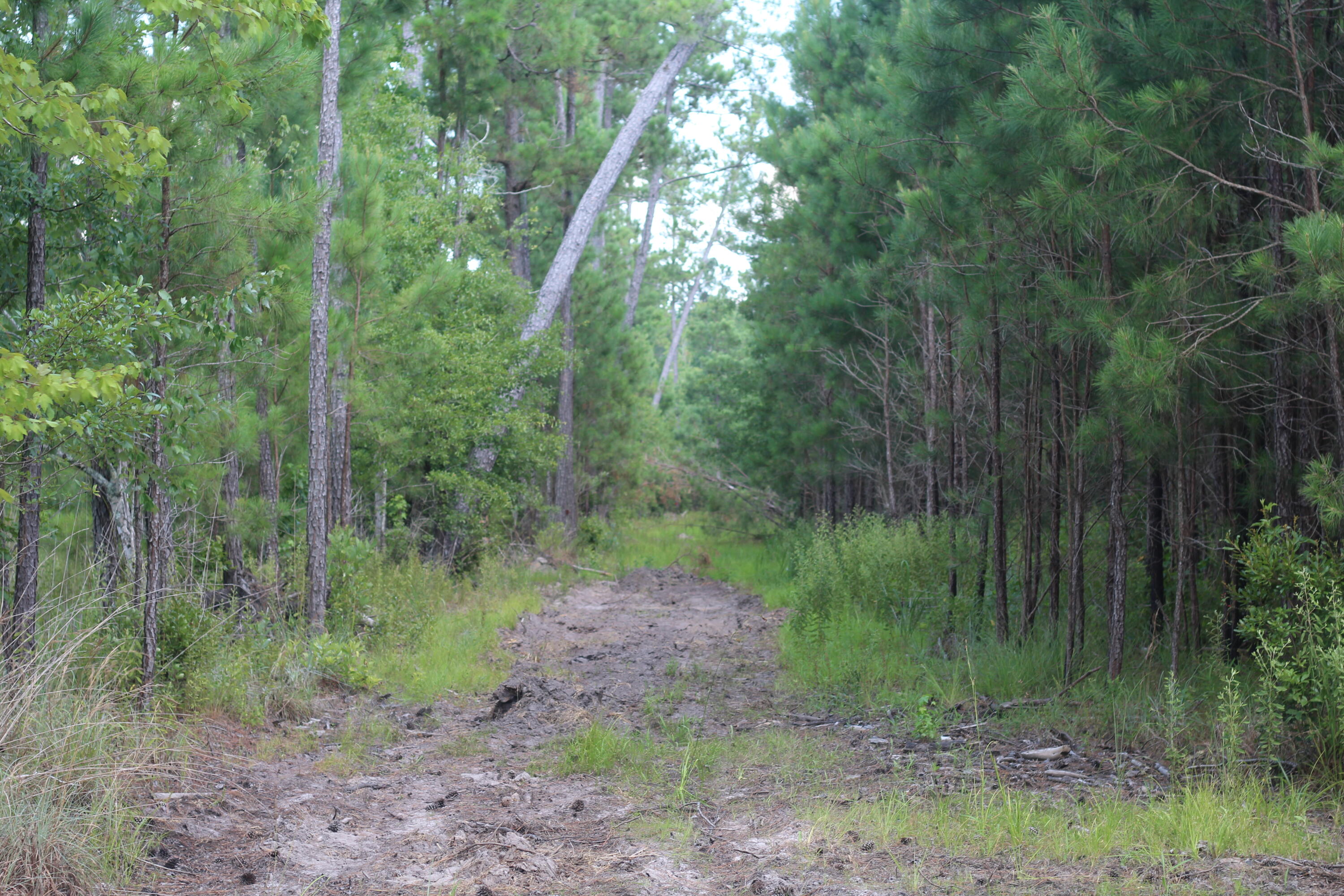 0 Old Forreston Road Greeleyville, SC 29056 - Photo 19 of 81 IMG_8279