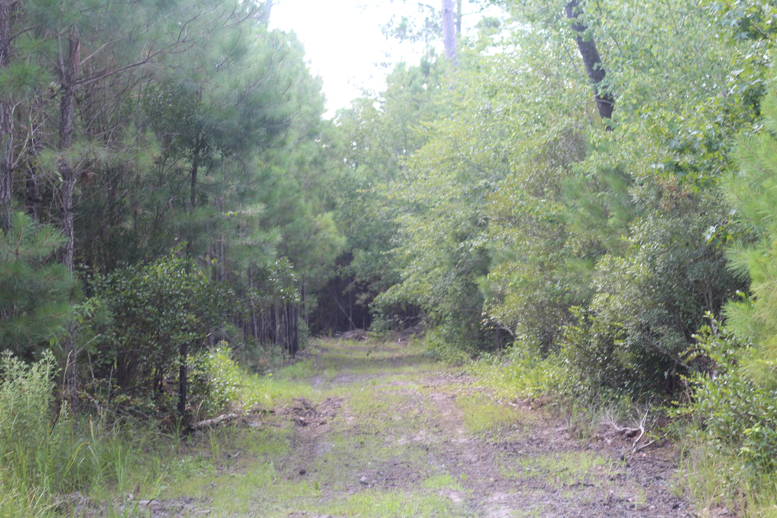 0 Old Forreston Road Greeleyville, SC 29056 - Photo 20 of 81 IMG_8280