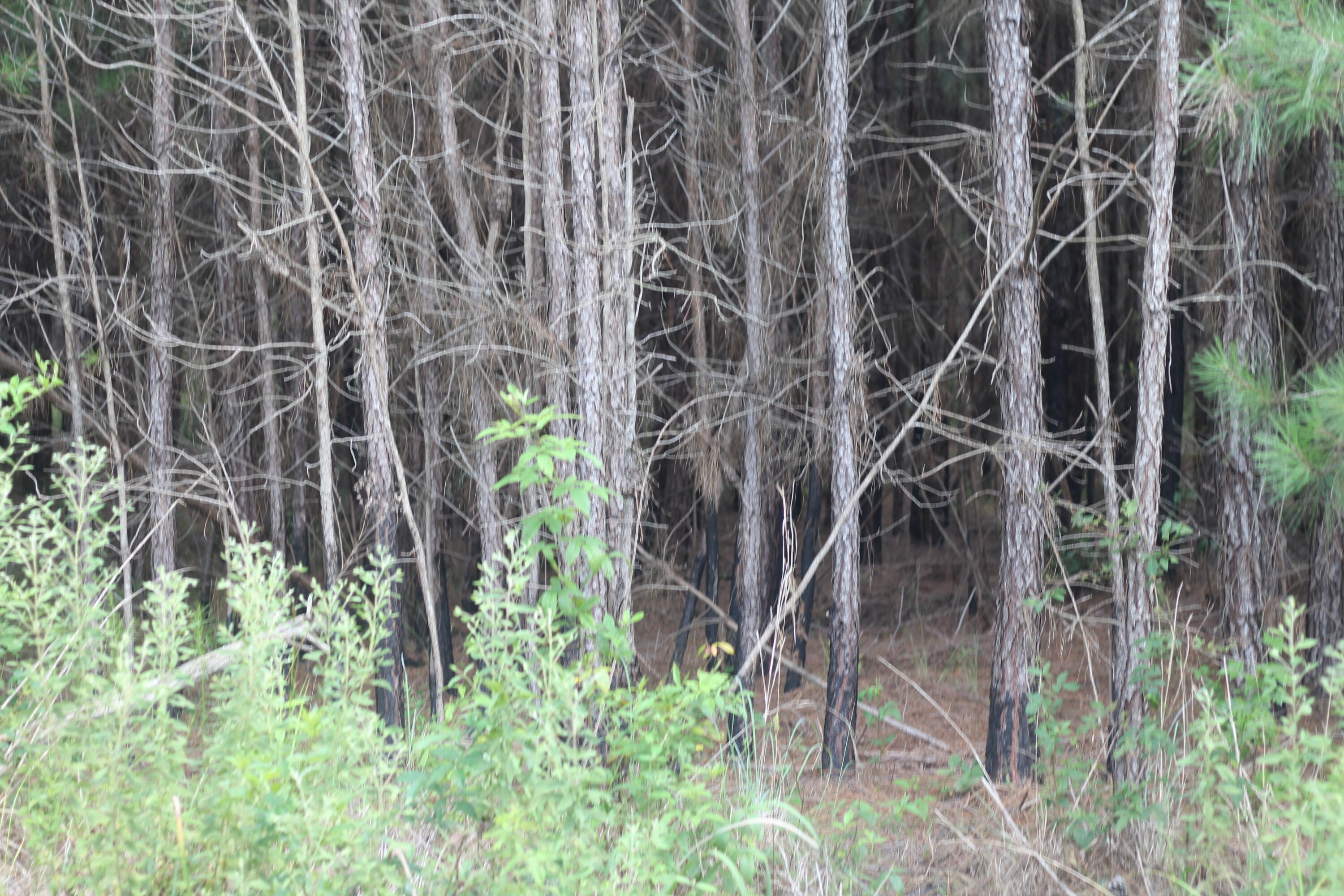 0 Old Forreston Road Greeleyville, SC 29056 - Photo 21 of 81 IMG_8281