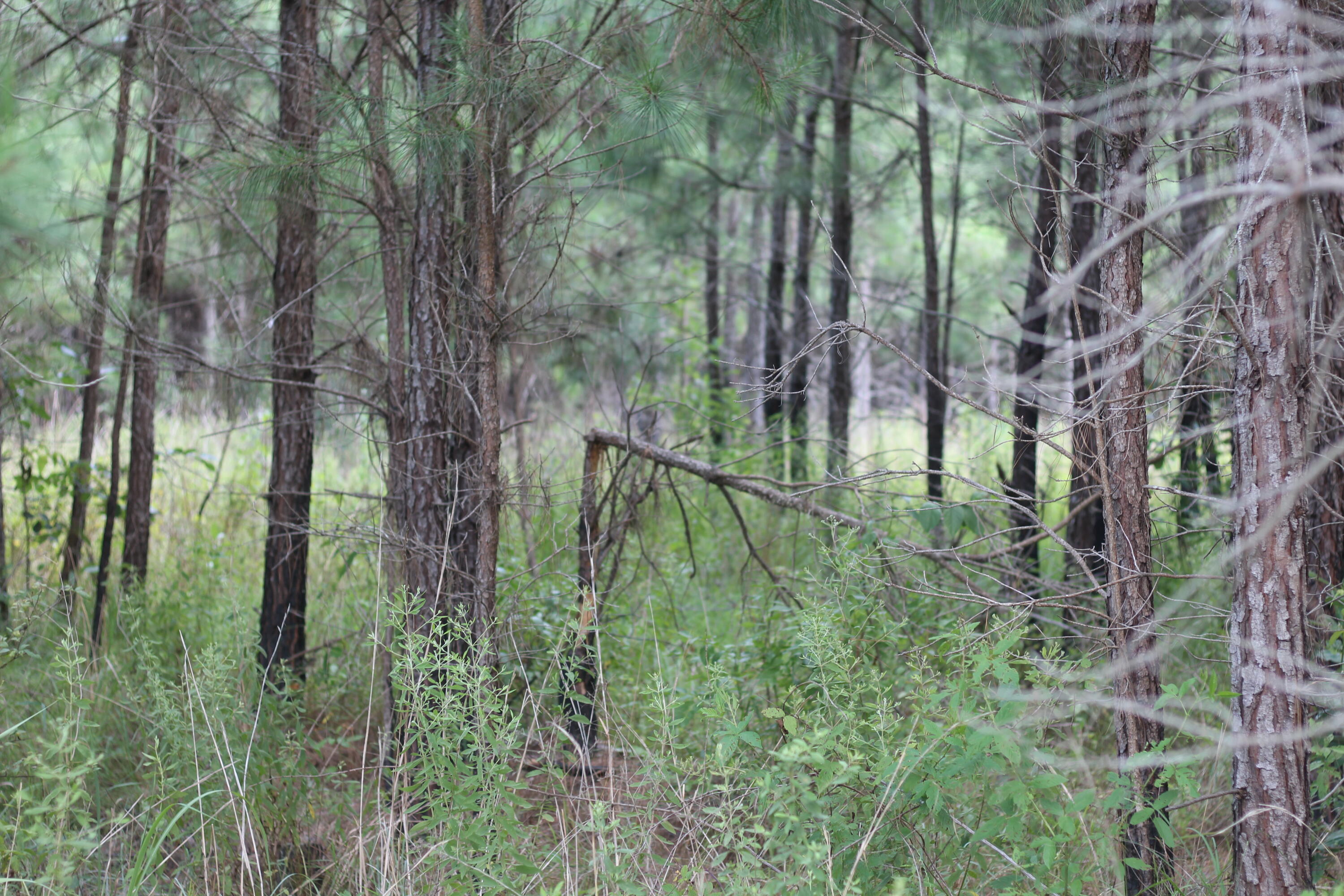 0 Old Forreston Road Greeleyville, SC 29056 - Photo 22 of 81 IMG_8282