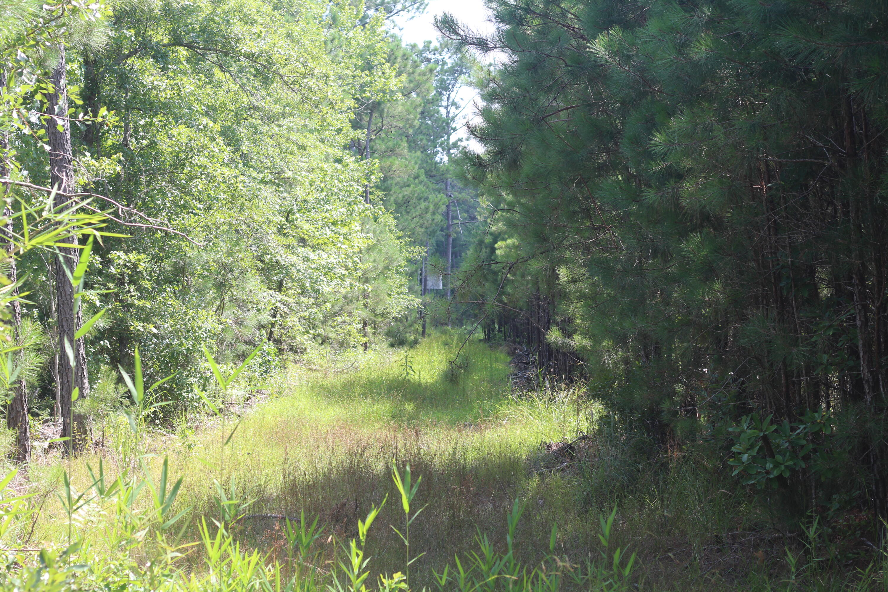 0 Old Forreston Road Greeleyville, SC 29056 - Photo 24 of 81 IMG_8284
