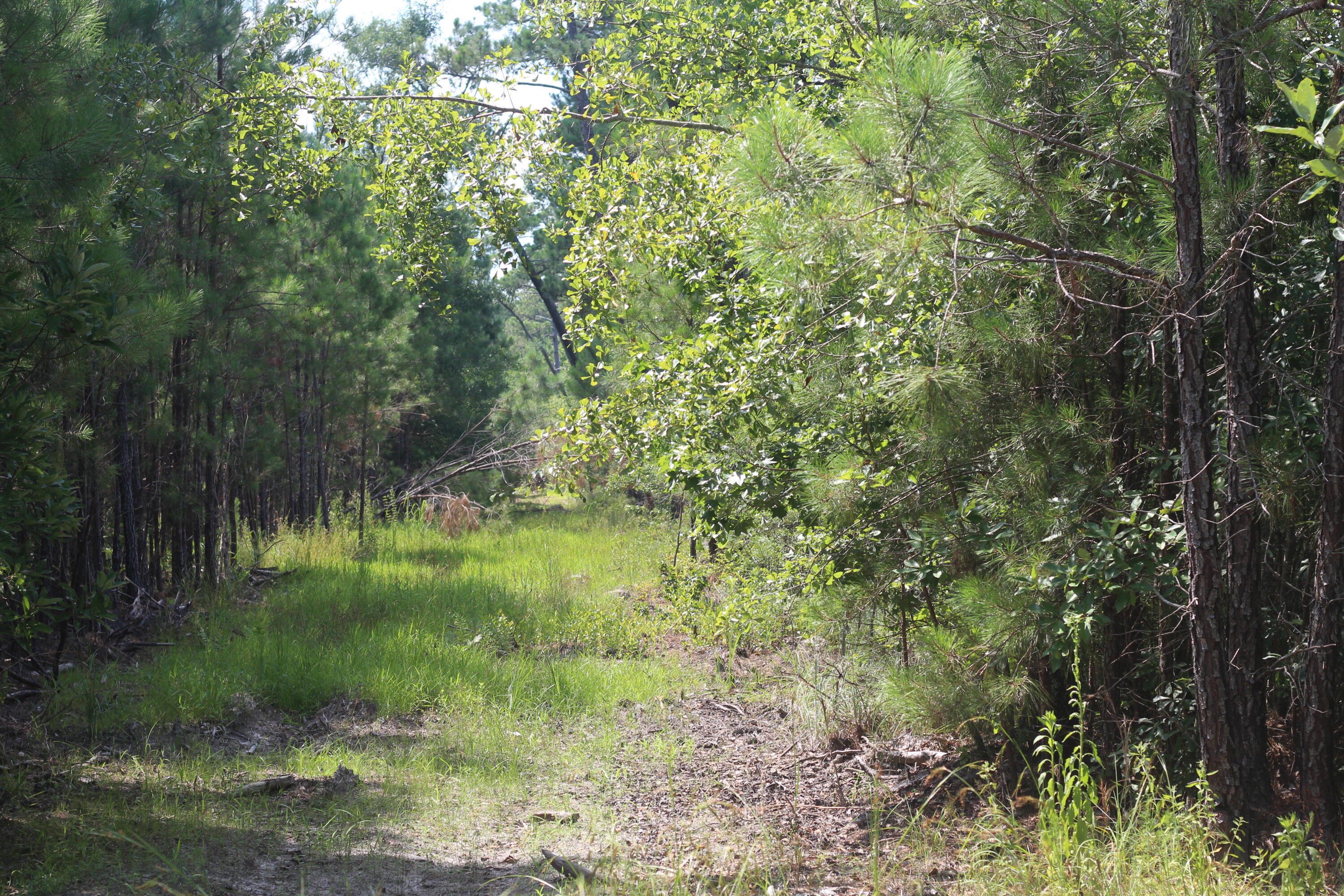 0 Old Forreston Road Greeleyville, SC 29056 - Photo 25 of 81 IMG_8285