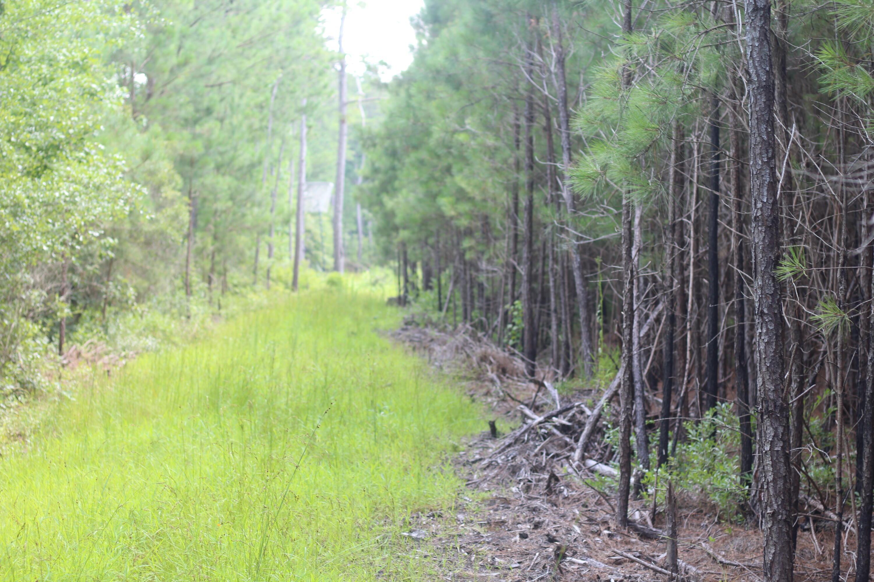 0 Old Forreston Road Greeleyville, SC 29056 - Photo 27 of 81 IMG_8289