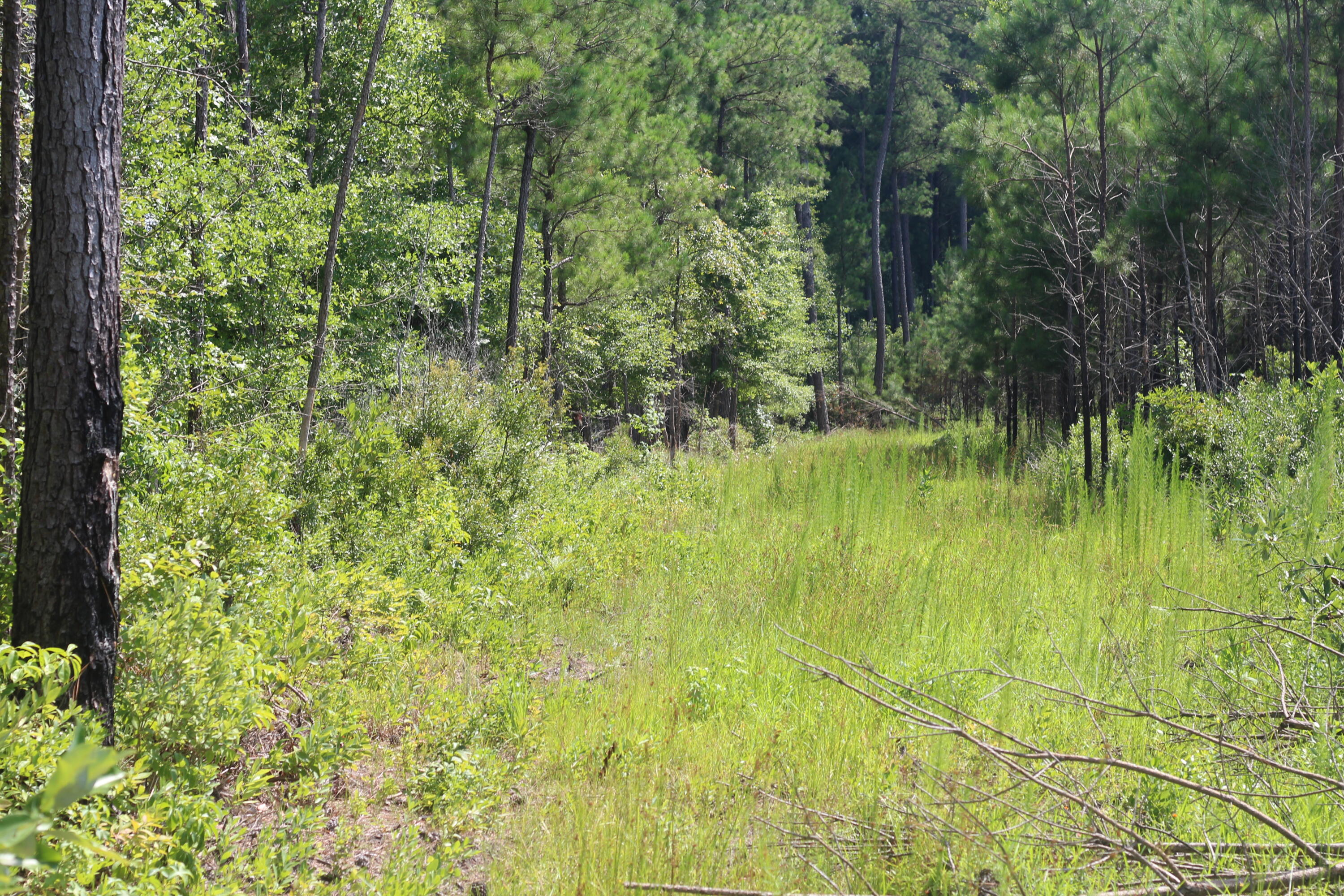 0 Old Forreston Road Greeleyville, SC 29056 - Photo 28 of 81 IMG_8290