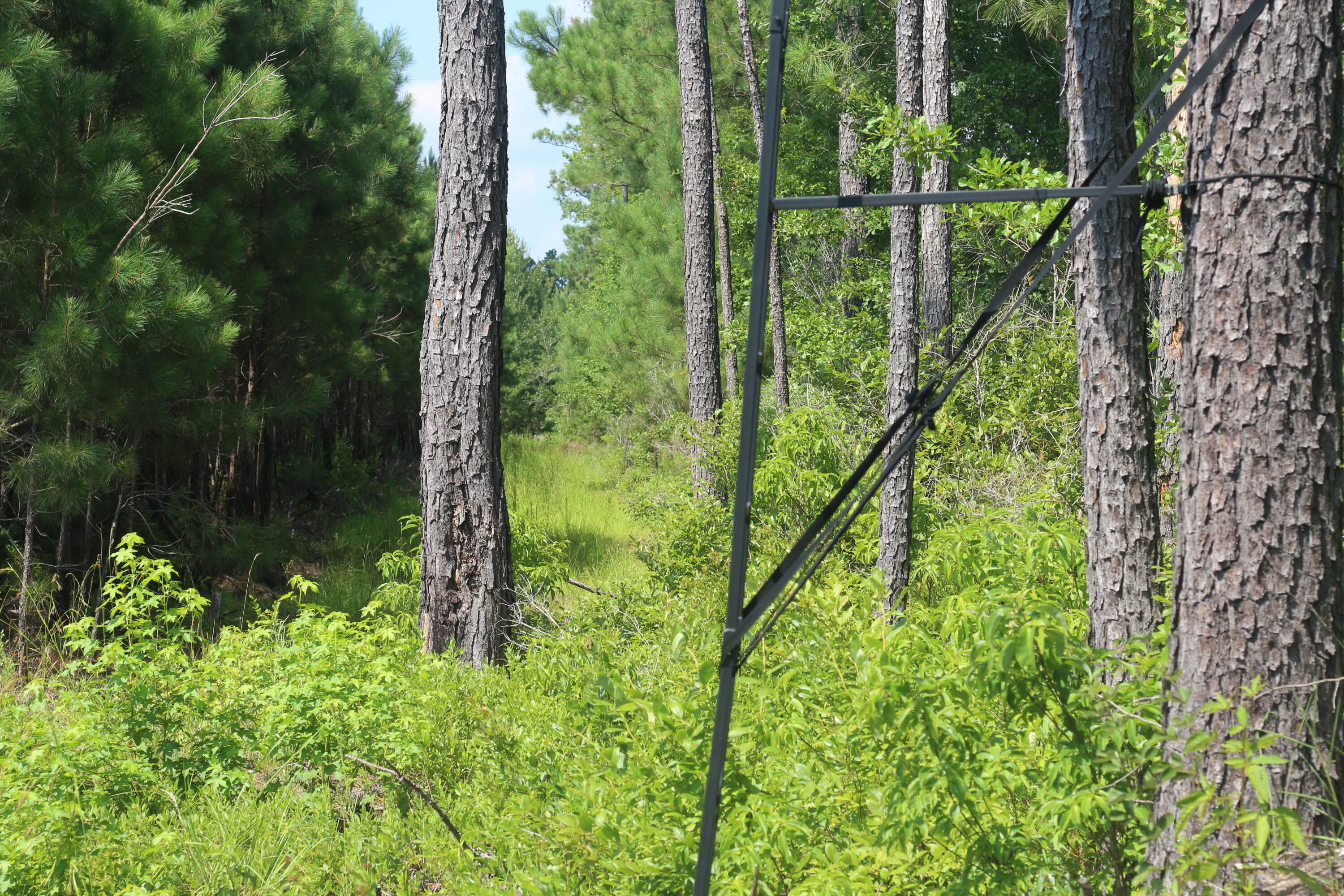 0 Old Forreston Road Greeleyville, SC 29056 - Photo 29 of 81 IMG_8292