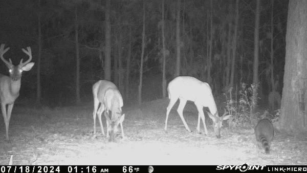 0 Old Forreston Road Greeleyville, SC 29056 - Photo 3 of 81 David 4