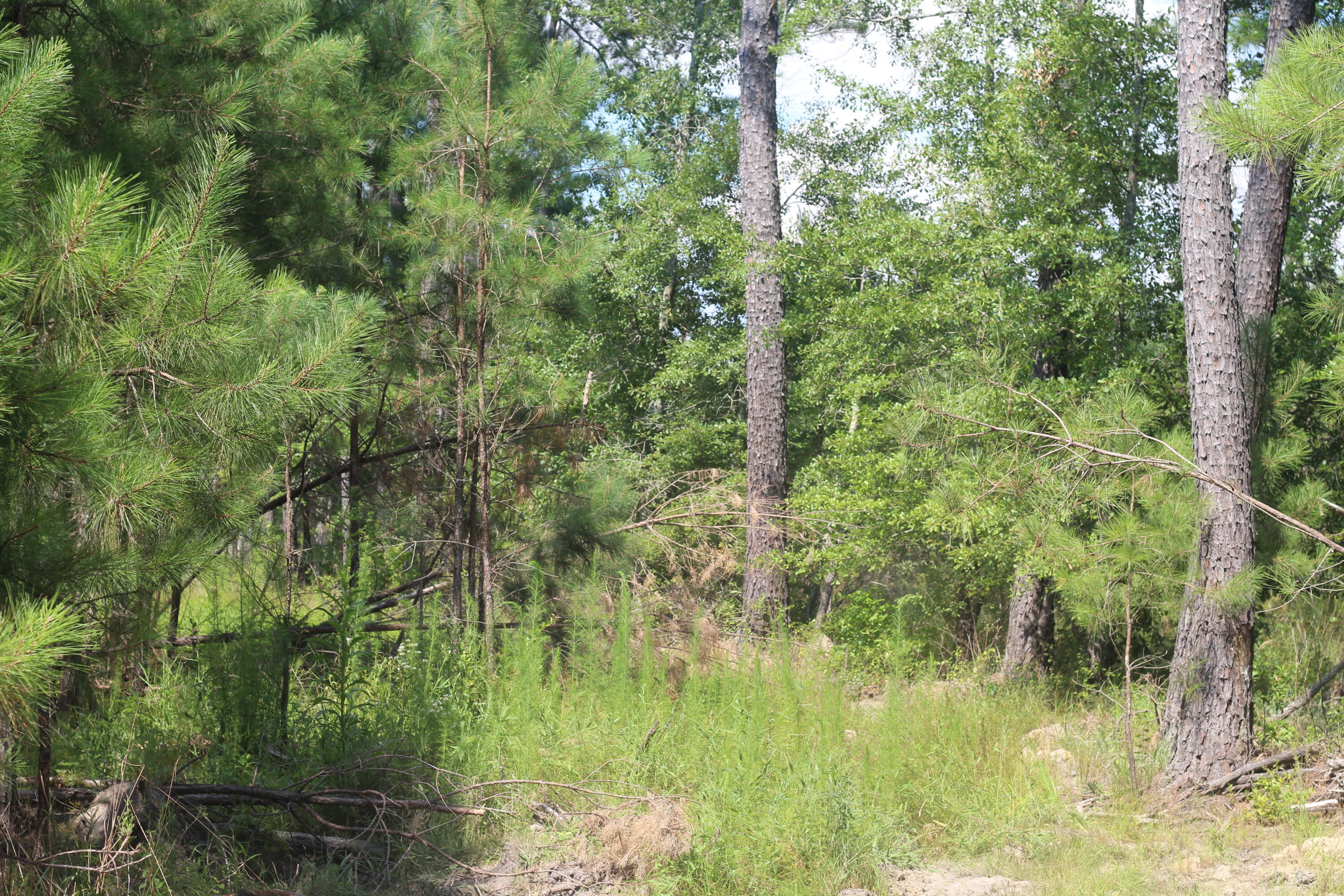 0 Old Forreston Road Greeleyville, SC 29056 - Photo 36 of 81 IMG_8298