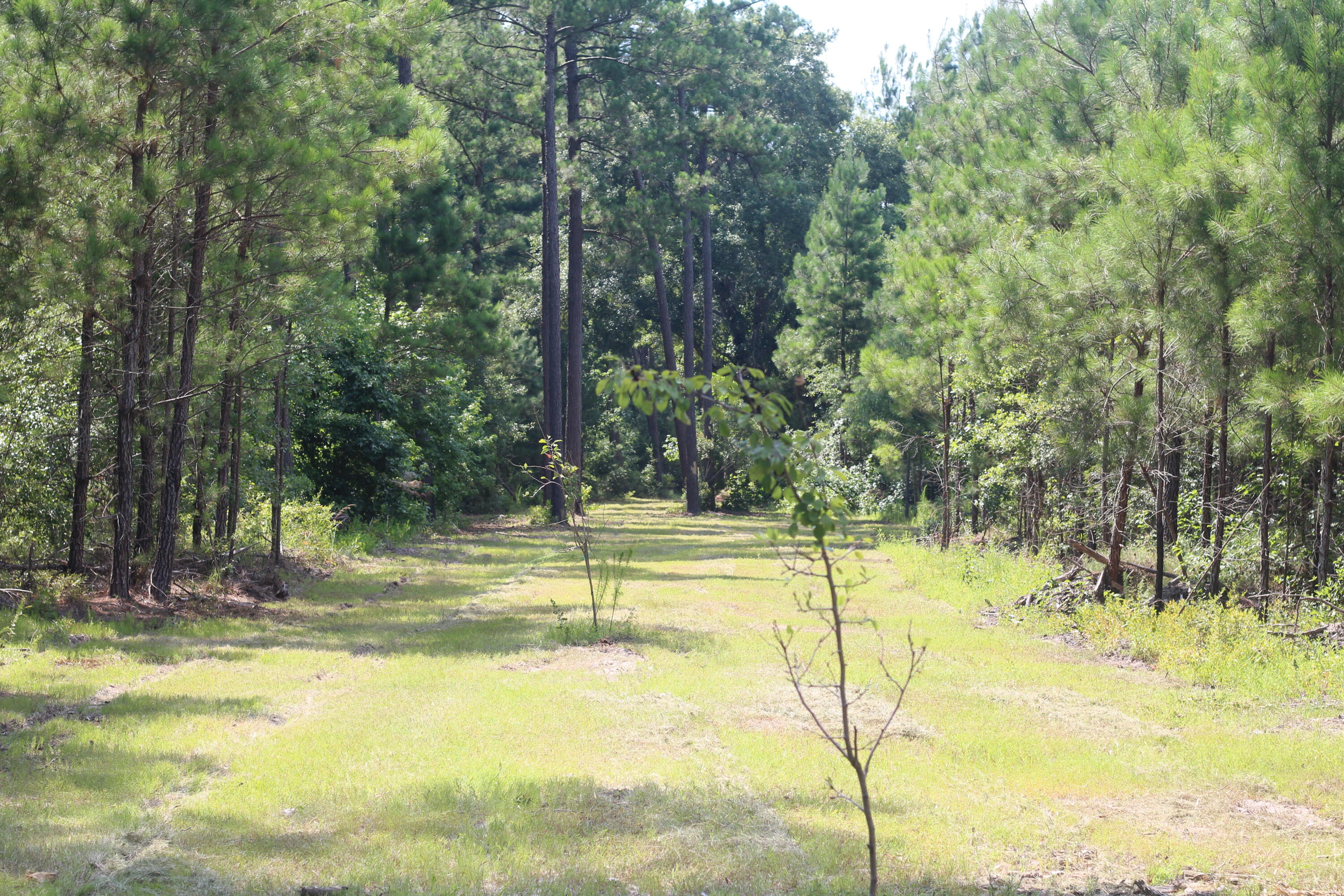 0 Old Forreston Road Greeleyville, SC 29056 - Photo 37 of 81 IMG_8299