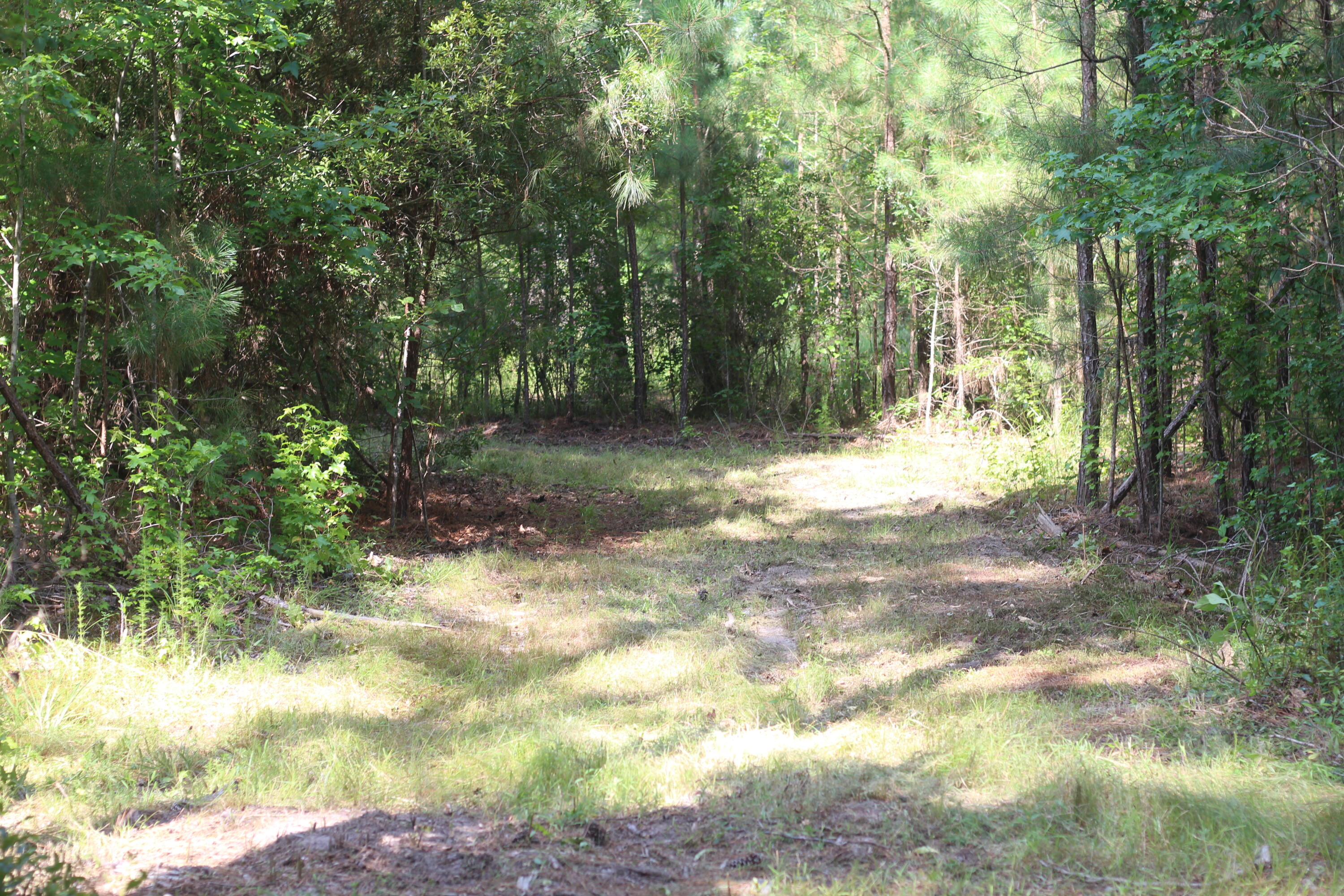 0 Old Forreston Road Greeleyville, SC 29056 - Photo 38 of 81 IMG_8310