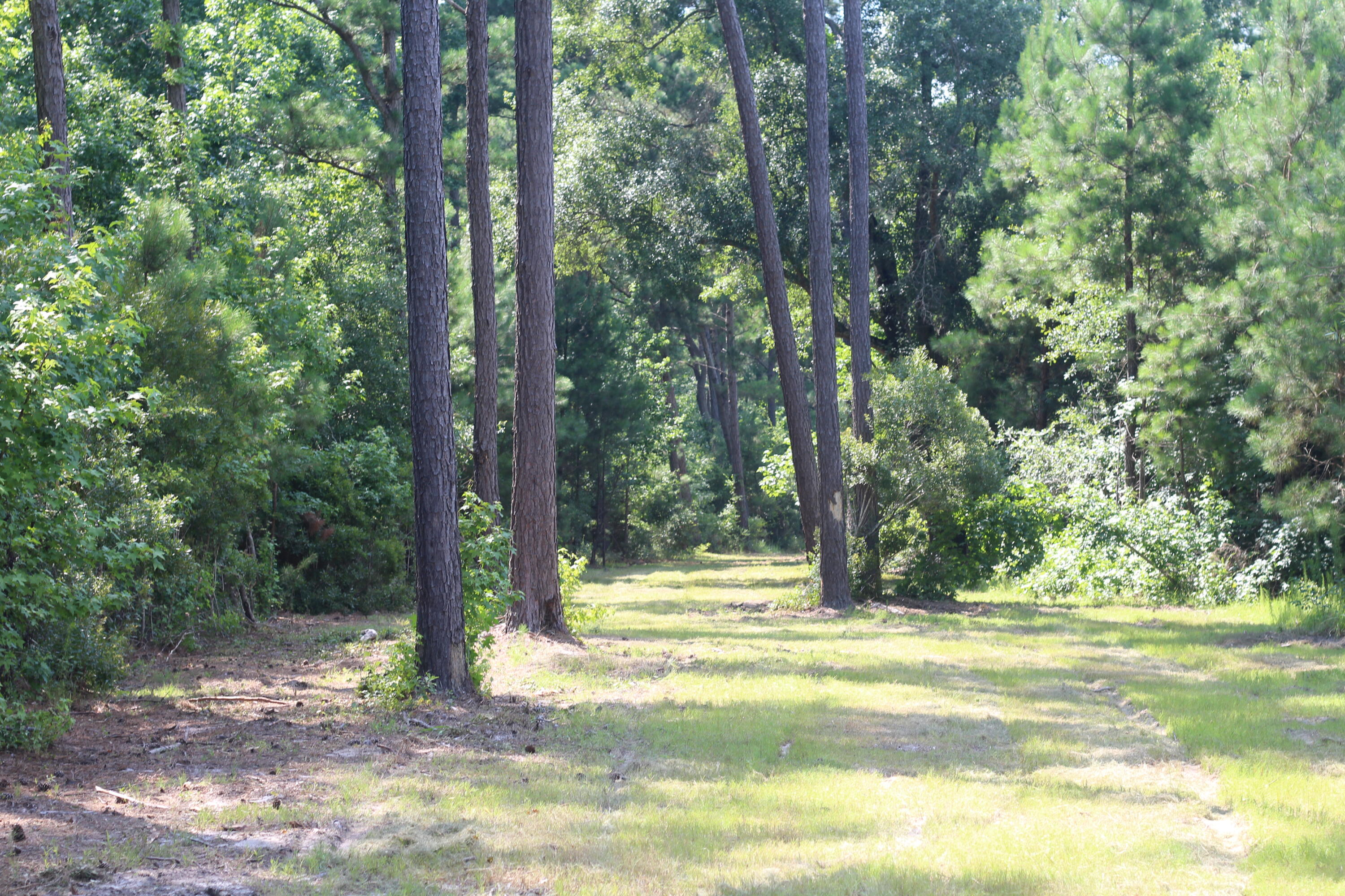 0 Old Forreston Road Greeleyville, SC 29056 - Photo 39 of 81 IMG_8301